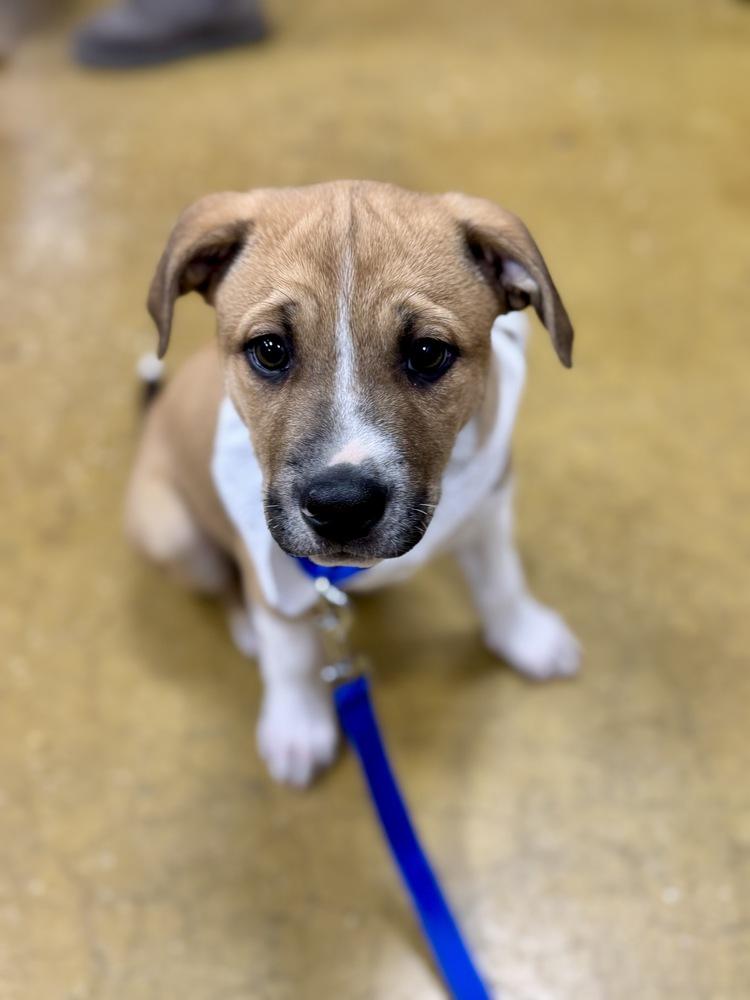 Enlarge Churro, a Adoptable mixed breed in Greenlawn, NY image 3/6