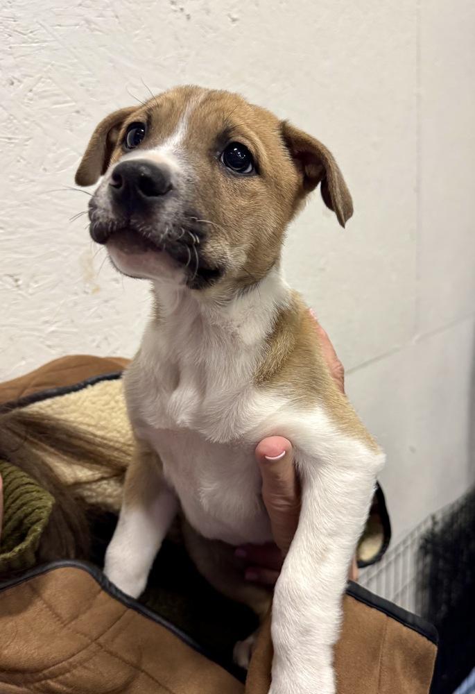 Enlarge Churro, a Adoptable mixed breed in Greenlawn, NY image 4/6