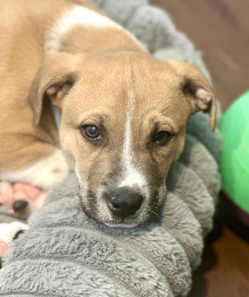 Enlarge Churro, a Adoptable mixed breed in Greenlawn, NY image 5/6