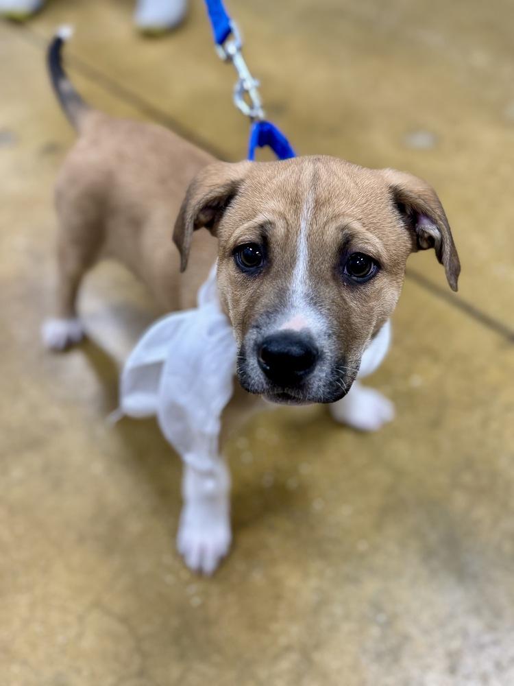 Enlarge Churro, a Adoptable mixed breed in Greenlawn, NY image 6/6