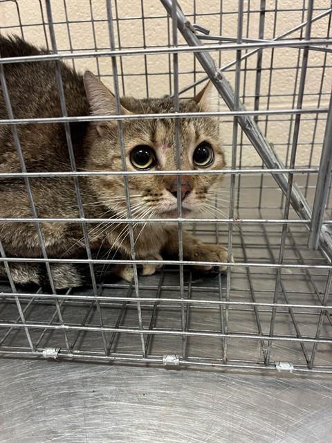 QUAVO, Adoptable, Young Male Domestic Short Hair.