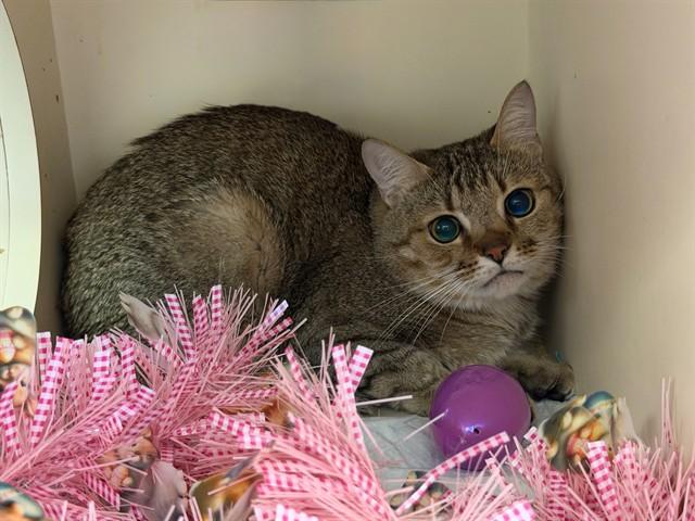 Enlarge QUAVO, a Adoptable Domestic Short Hair in Louisville, KY image 1/1