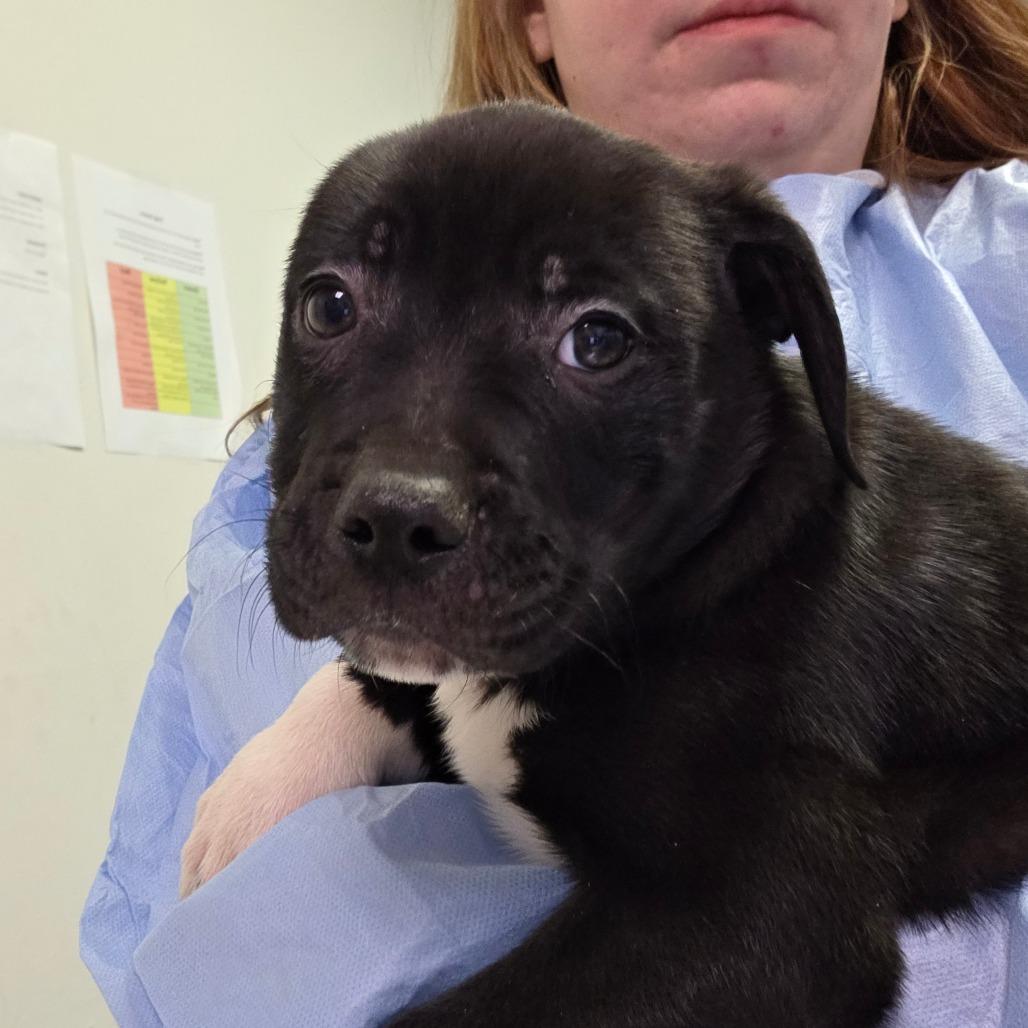 Swiper, Adoptable, Puppy Female Mixed Breed.