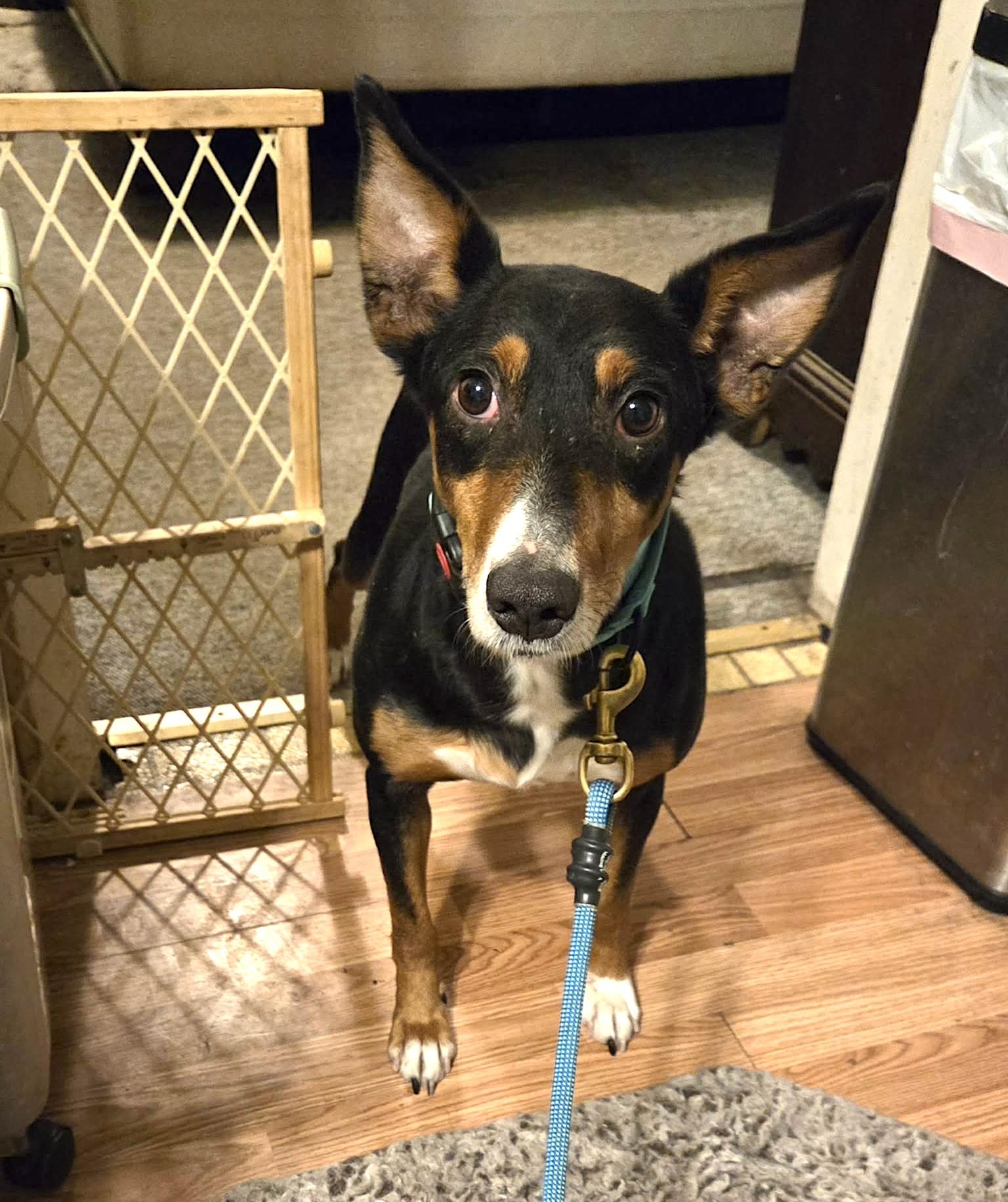 Enlarge Figgy Pudding, a ADOPTABLE Portuguese Podengo in Leominster, MA image 3/6