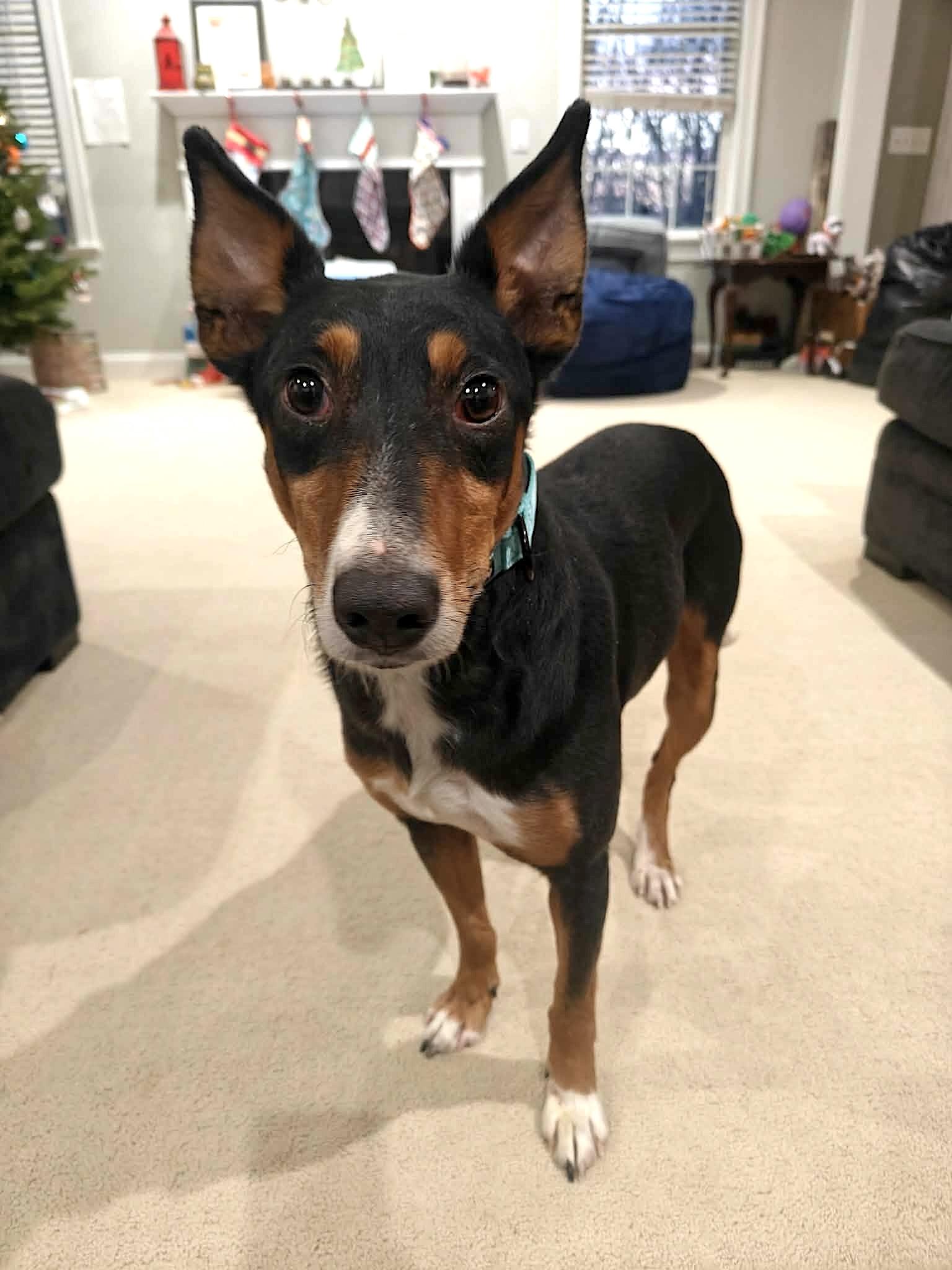 Enlarge Figgy Pudding, a ADOPTABLE Portuguese Podengo in Leominster, MA image 1/6