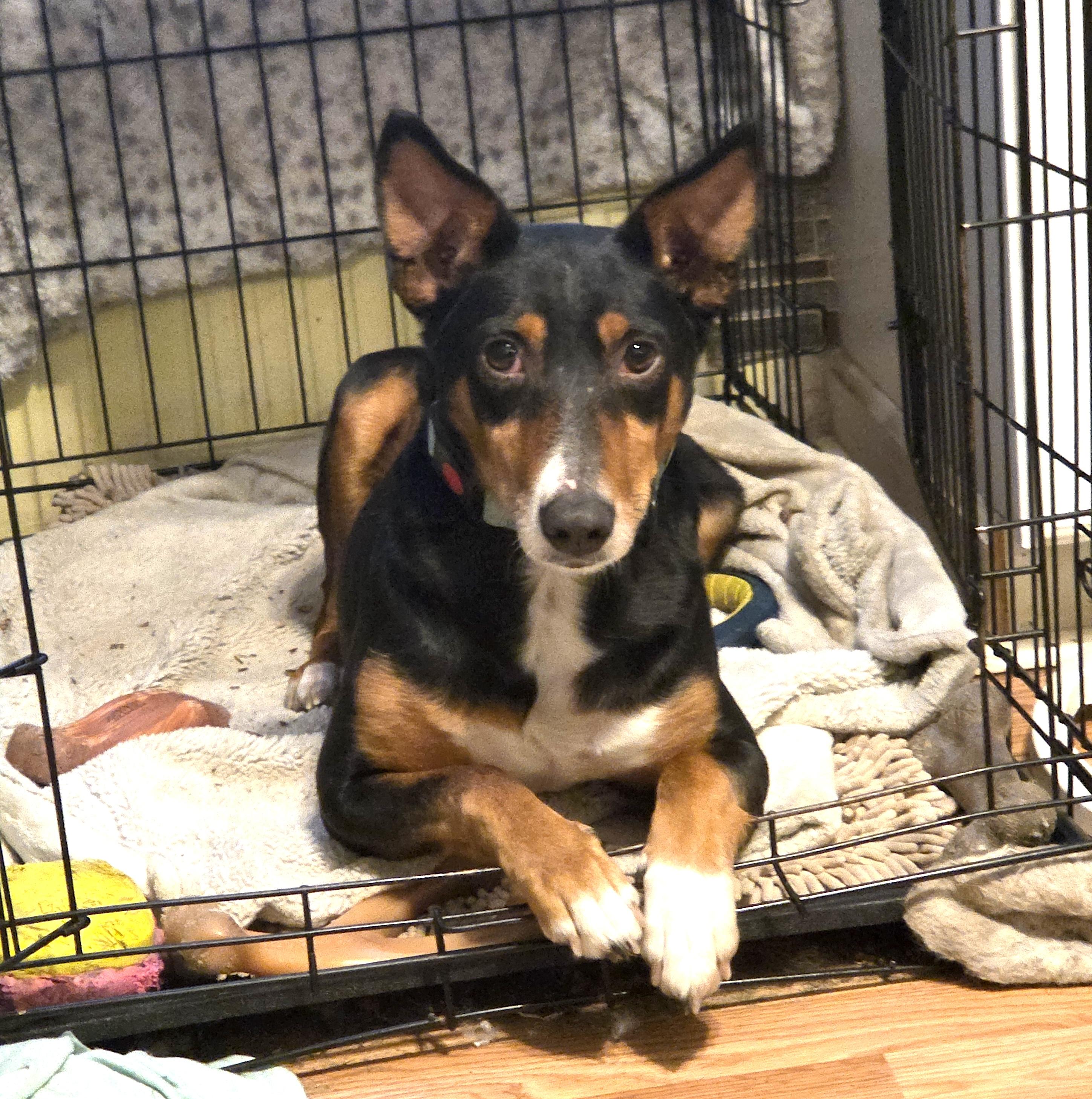 Figgy Pudding, ADOPTABLE, Adult Male Portuguese Podengo.