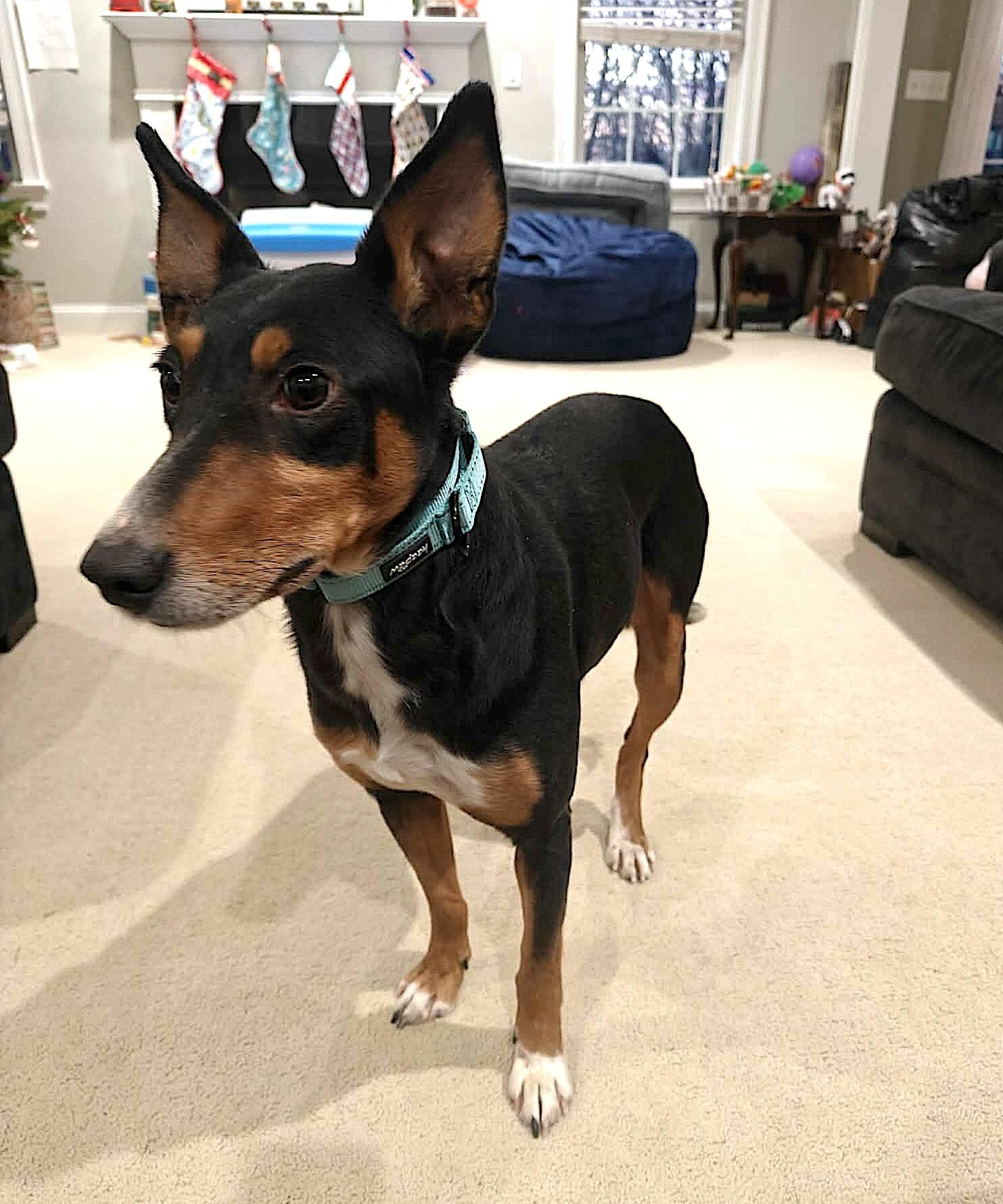 Enlarge Figgy Pudding, a ADOPTABLE Portuguese Podengo in Leominster, MA image 4/6