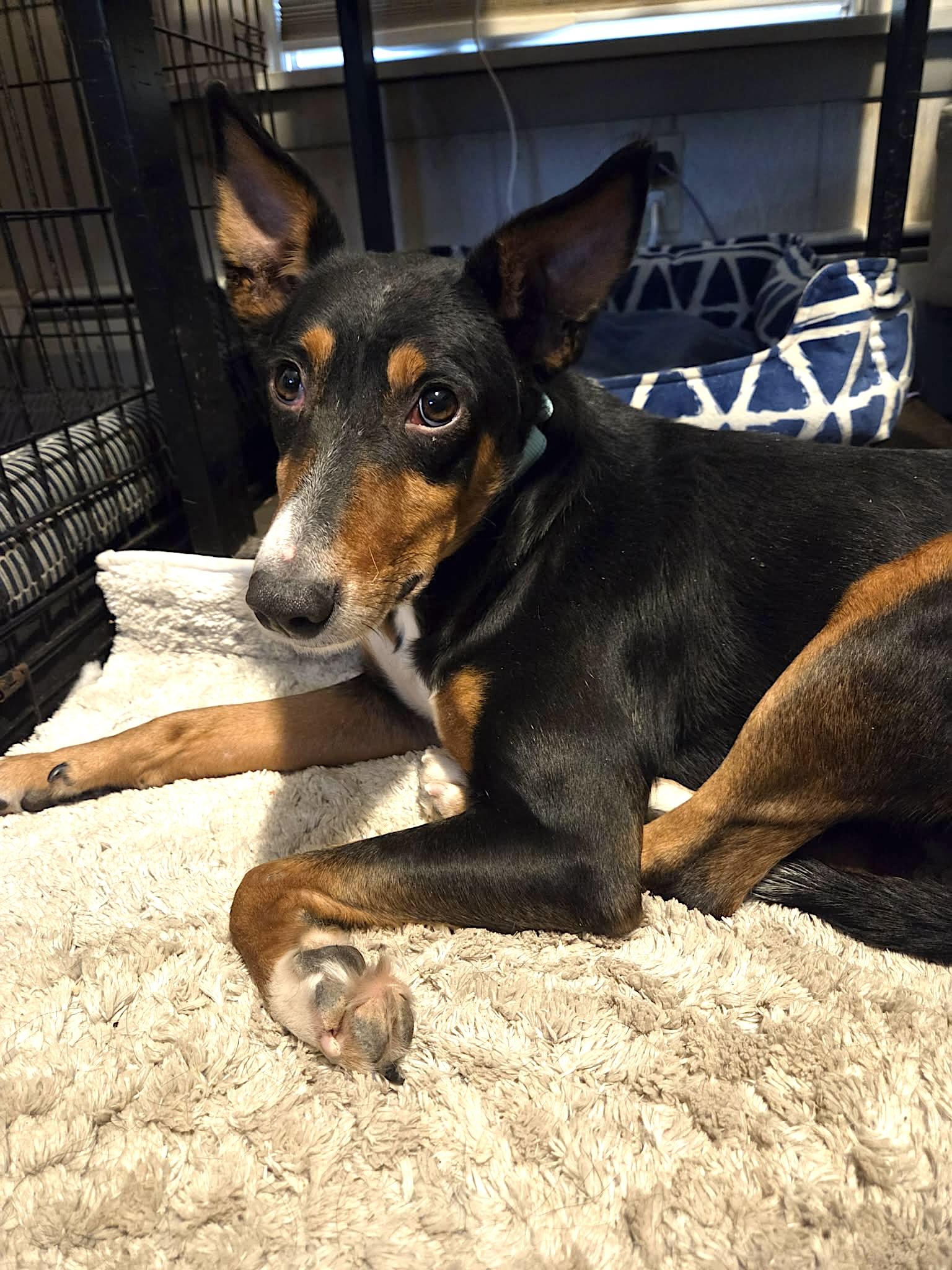 Enlarge Figgy Pudding, a ADOPTABLE Portuguese Podengo in Leominster, MA image 2/6