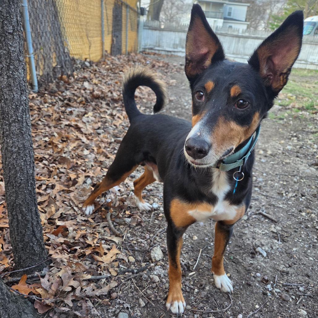 Figgy Pudding, ADOPTABLE, Adult Male Portuguese Podengo.