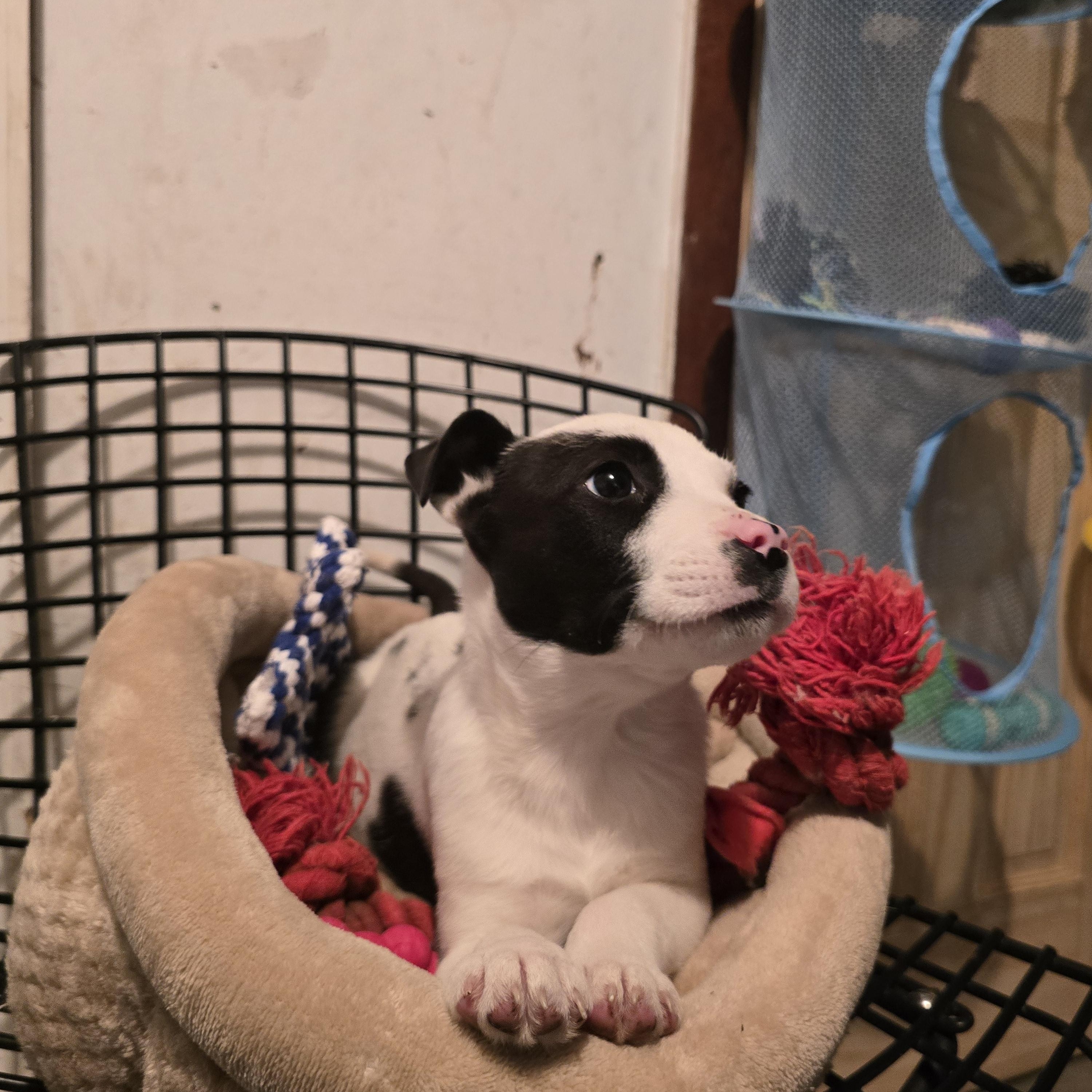 Enlarge Buddy, a ADOPTABLE mixed breed in Nyack, NY image 1/4