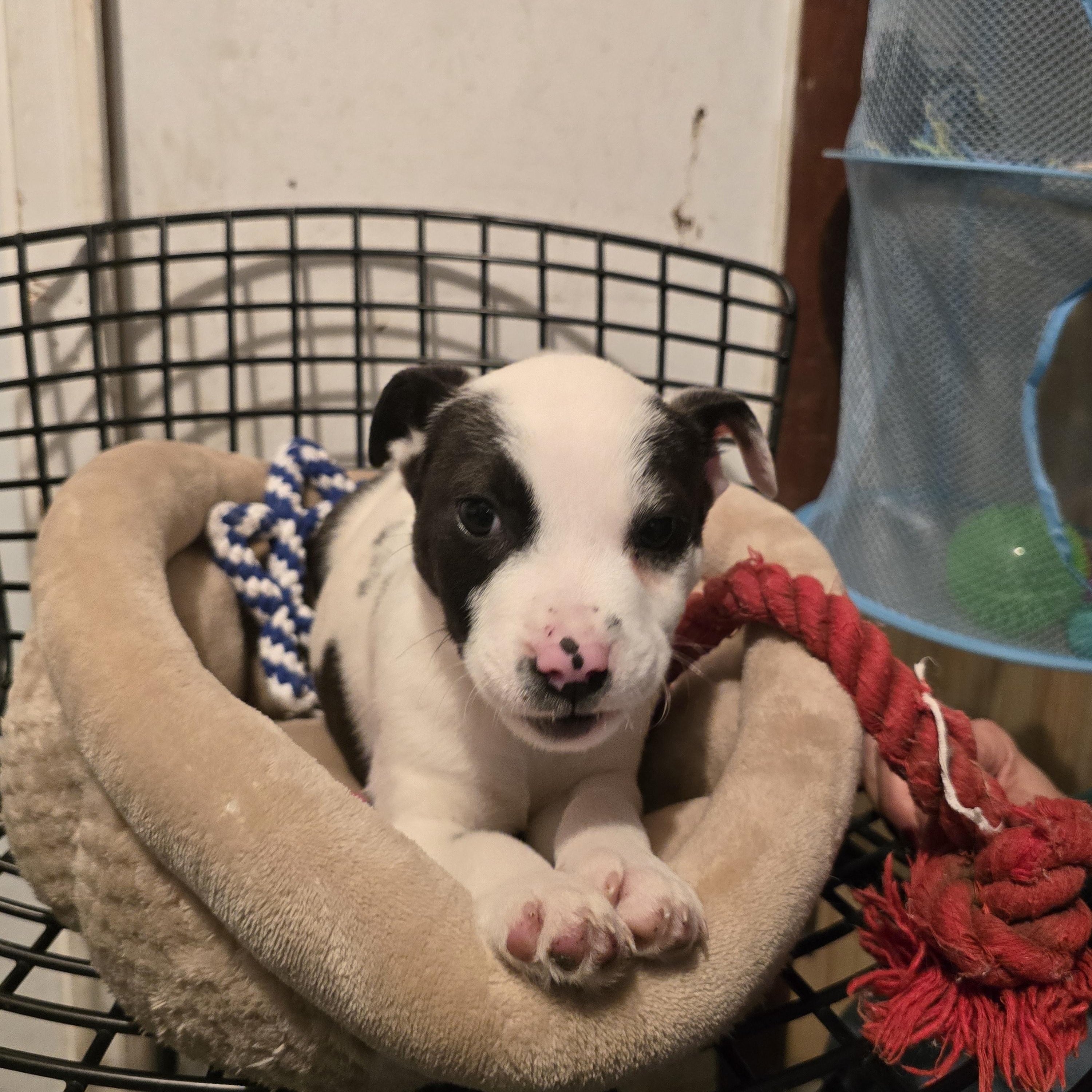 Enlarge Buddy, a ADOPTABLE mixed breed in Nyack, NY image 2/4