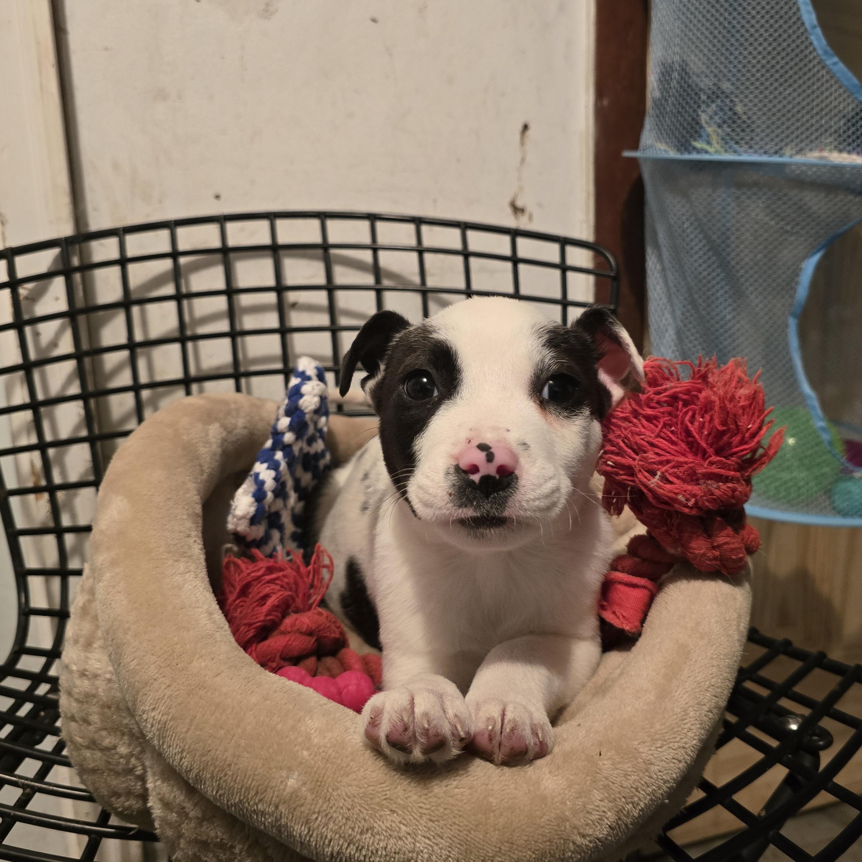 Enlarge Buddy, a ADOPTABLE mixed breed in Nyack, NY image 3/4