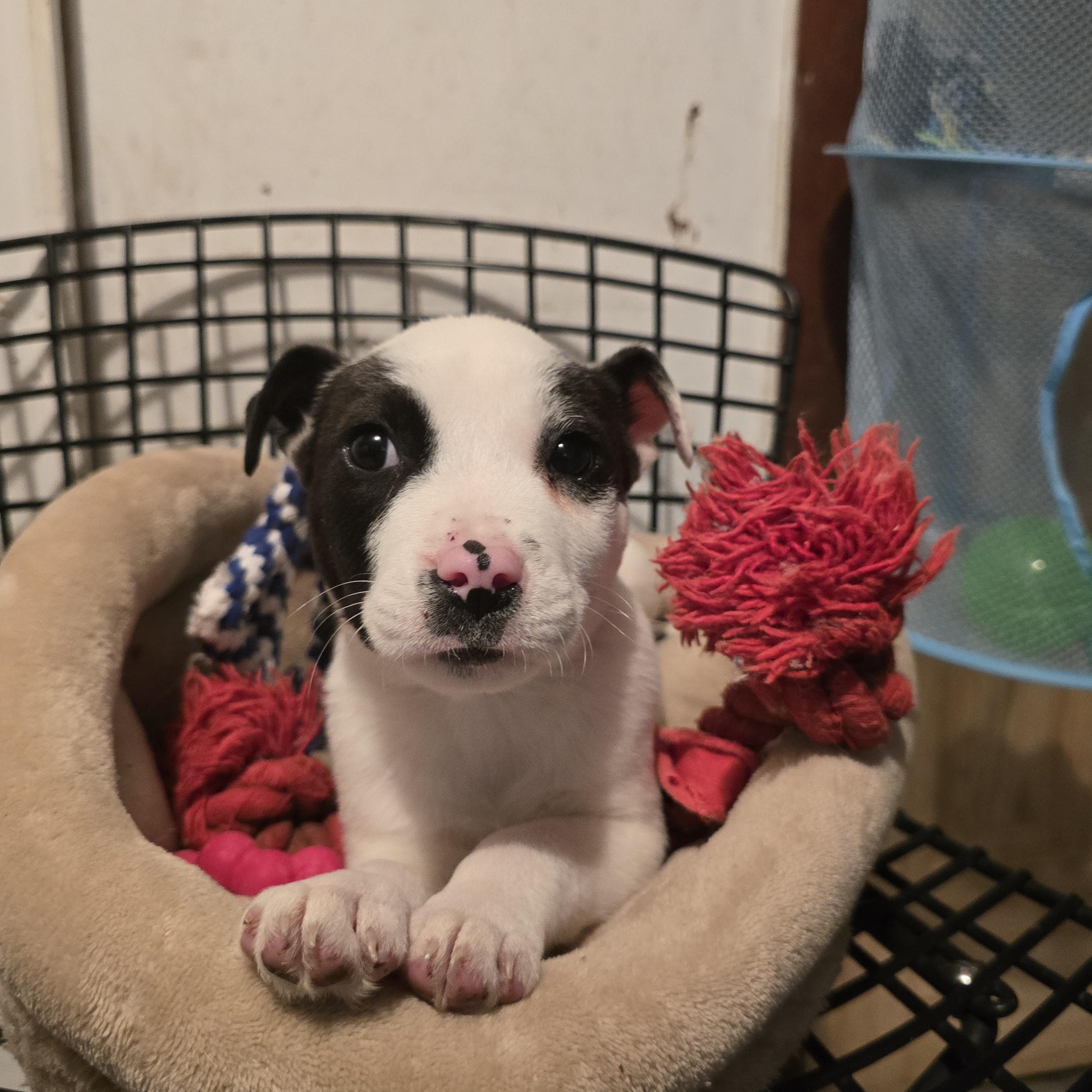 Enlarge Buddy, a ADOPTABLE mixed breed in Nyack, NY image 4/4