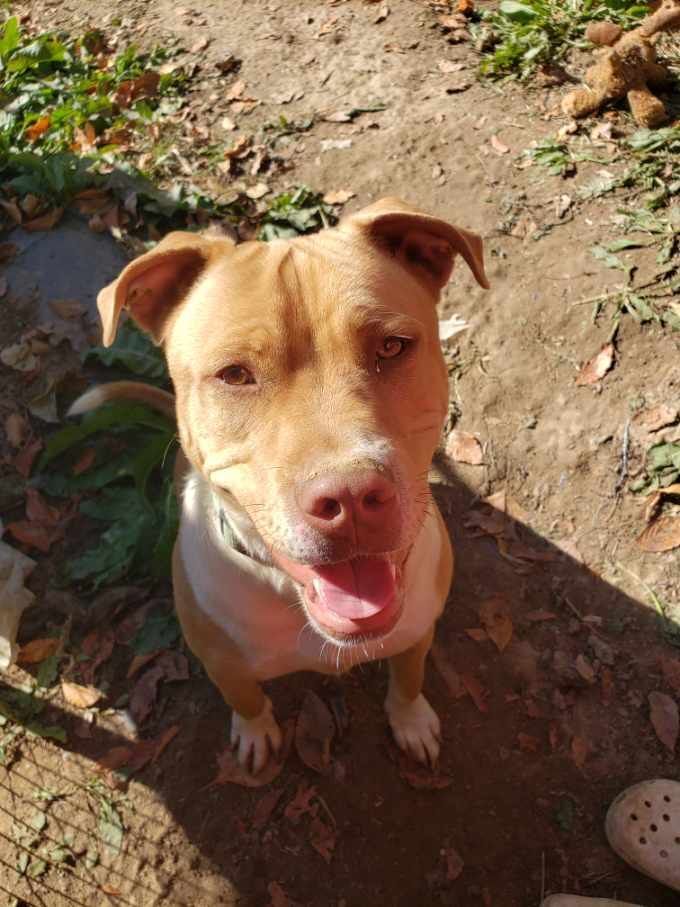 Enlarge Cooper, a Adoptable mixed breed in Linton, IN image 1/2