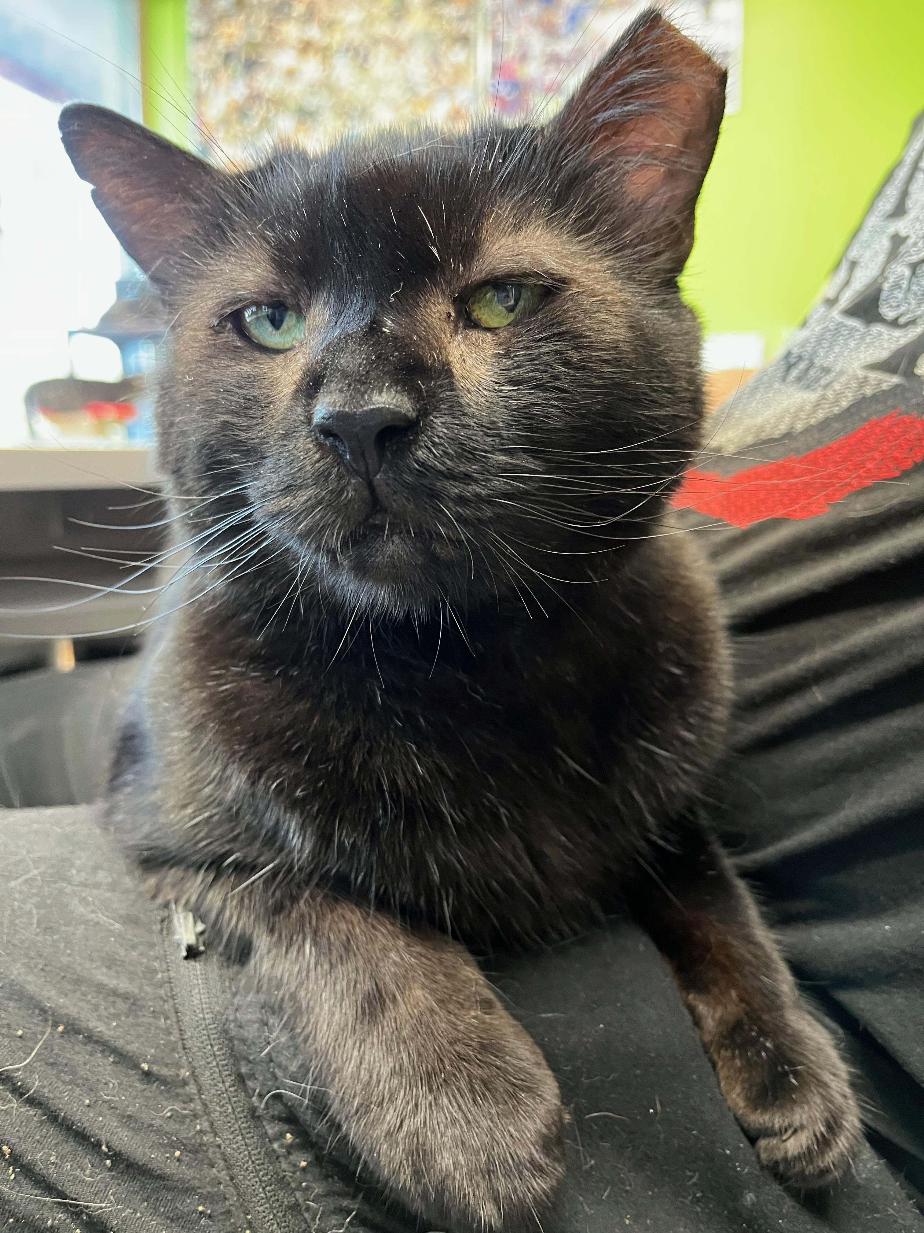 Enlarge Obsidian ("Sid"), a Adoptable Domestic Short Hair in Richmond, KY image 1/6