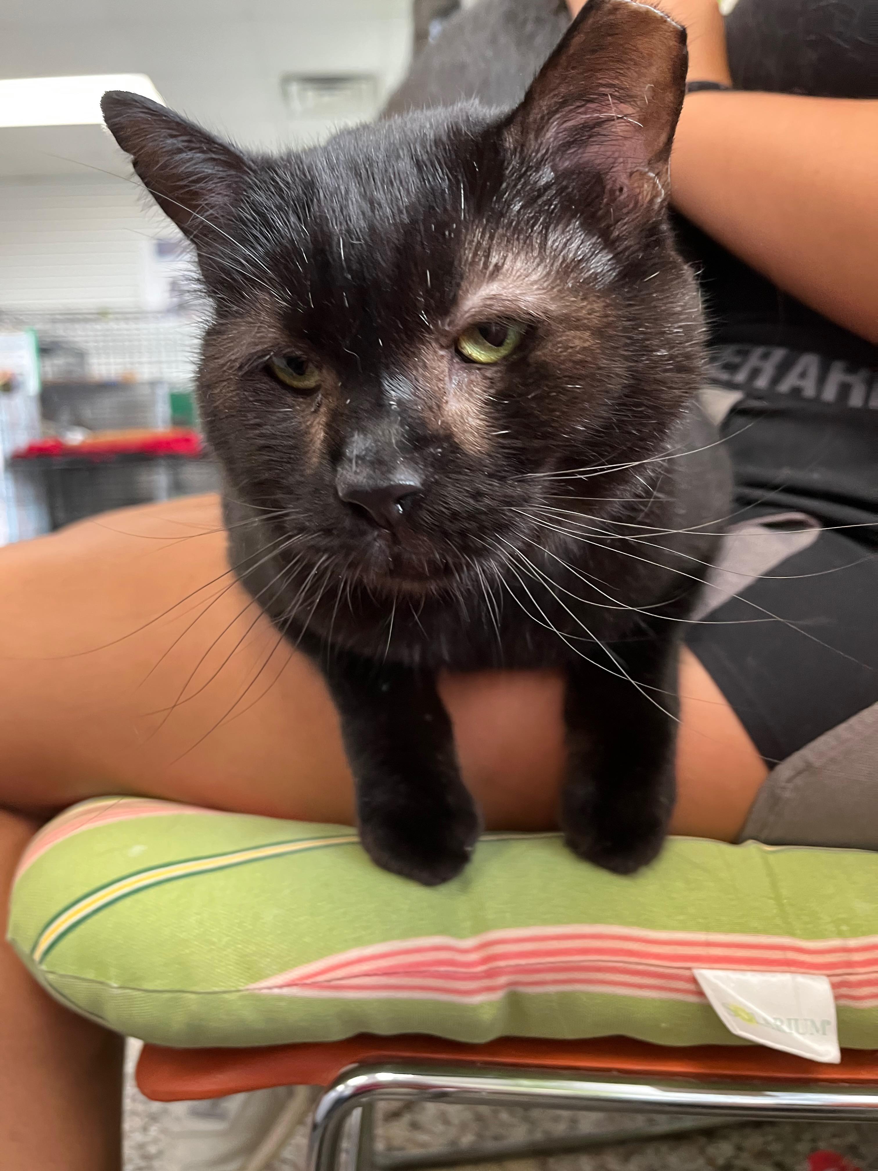 Enlarge Obsidian ("Sid"), a Adoptable Domestic Short Hair in Richmond, KY image 3/6