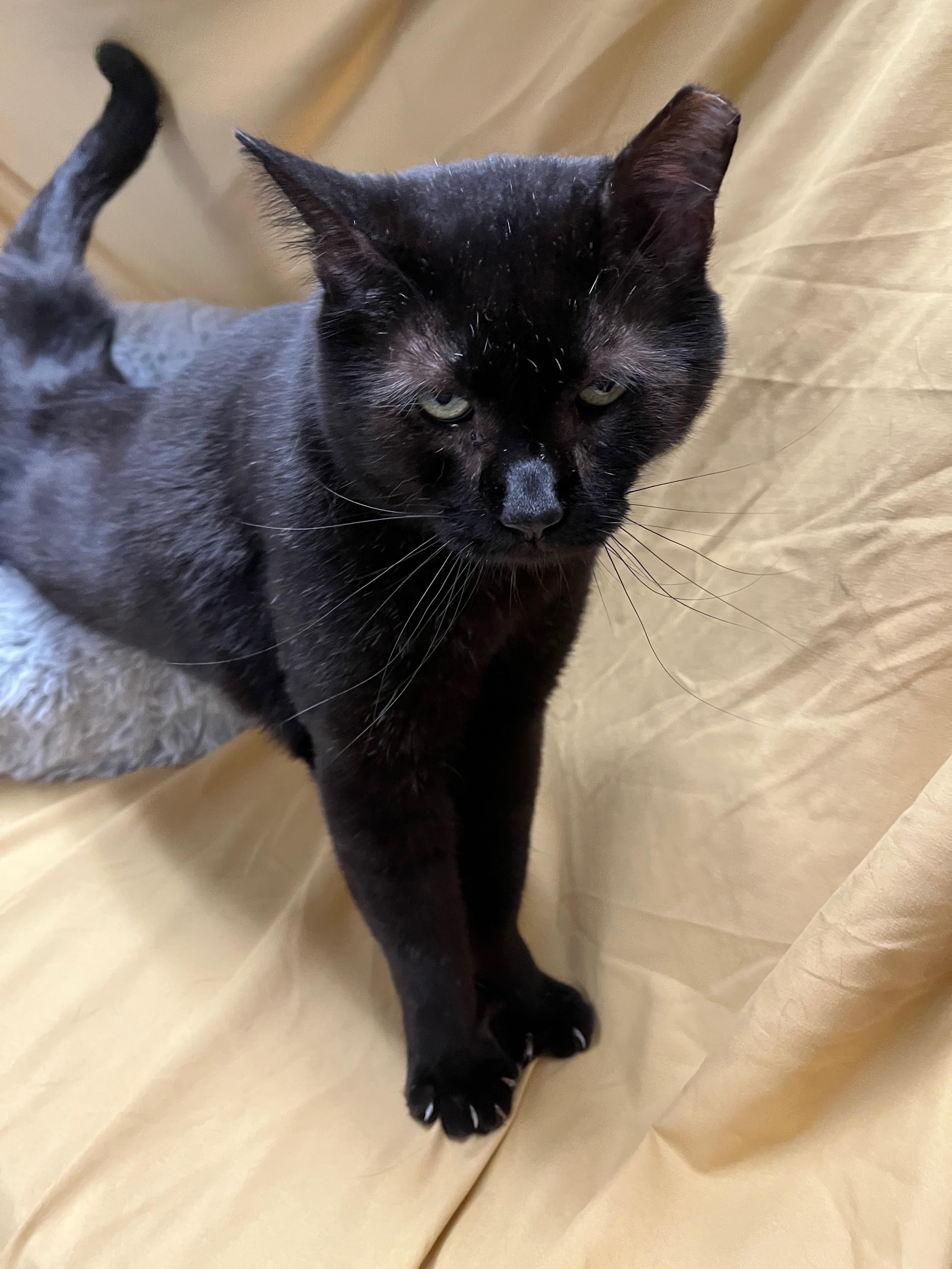 Enlarge Obsidian ("Sid"), a Adoptable Domestic Short Hair in Richmond, KY image 6/6