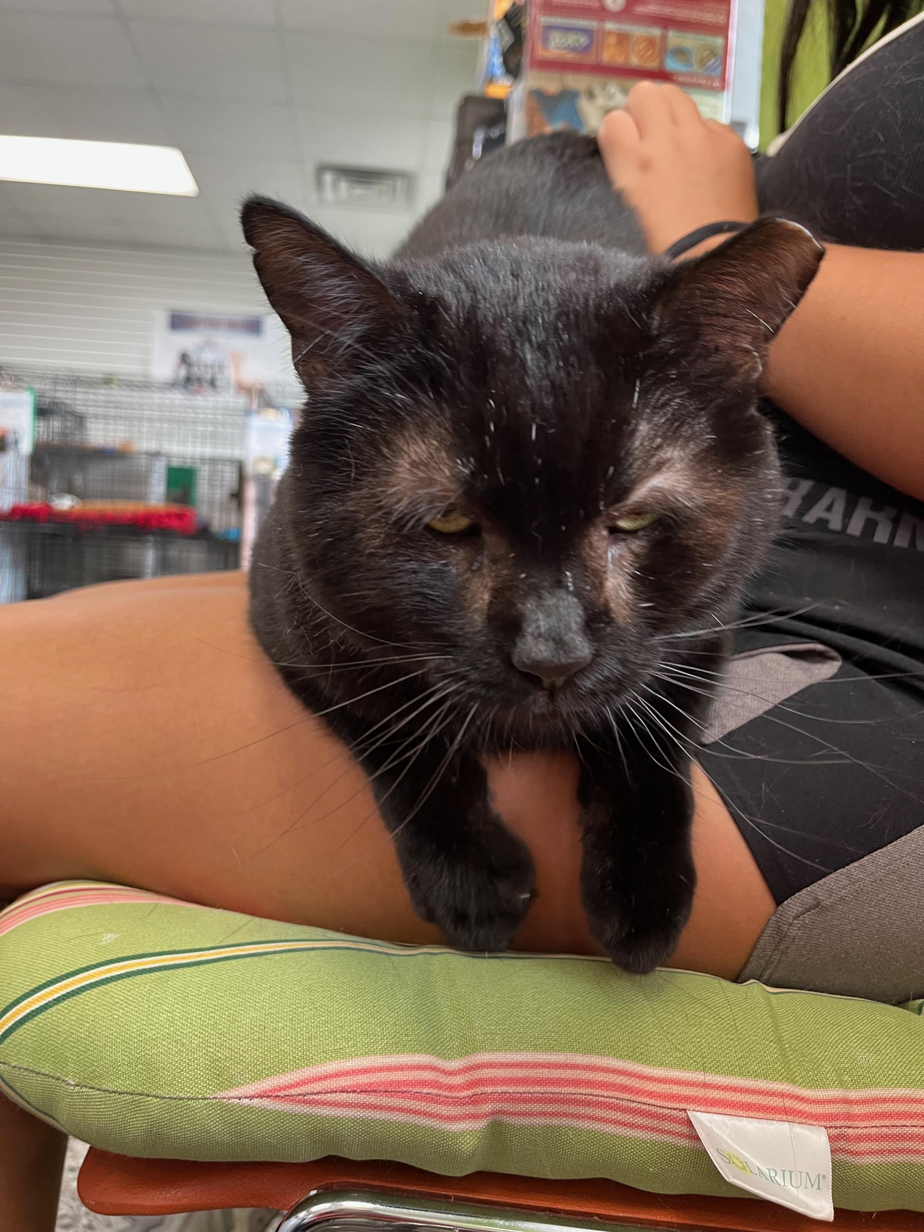 Enlarge Obsidian ("Sid"), a Adoptable Domestic Short Hair in Richmond, KY image 2/6