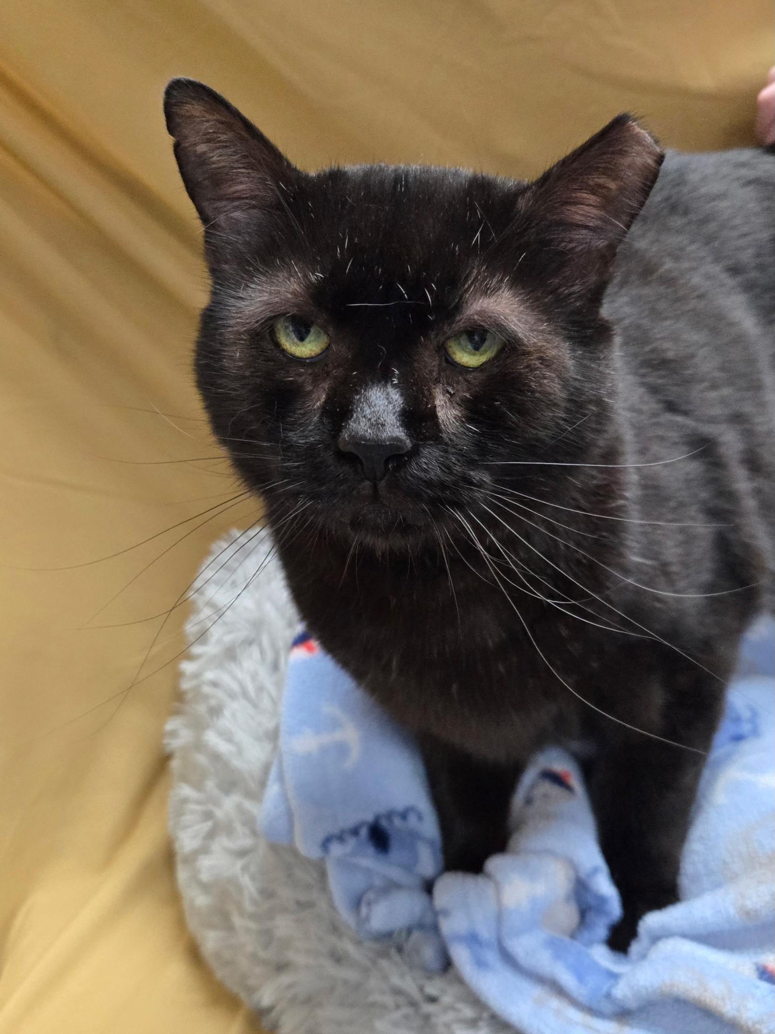 Enlarge Obsidian ("Sid"), a Adoptable Domestic Short Hair in Richmond, KY image 4/6