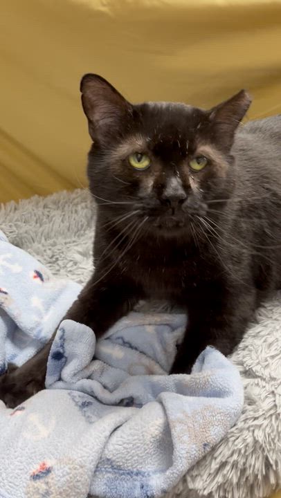 Enlarge Obsidian ("Sid"), a Adoptable Domestic Short Hair in Richmond, KY video 5/6