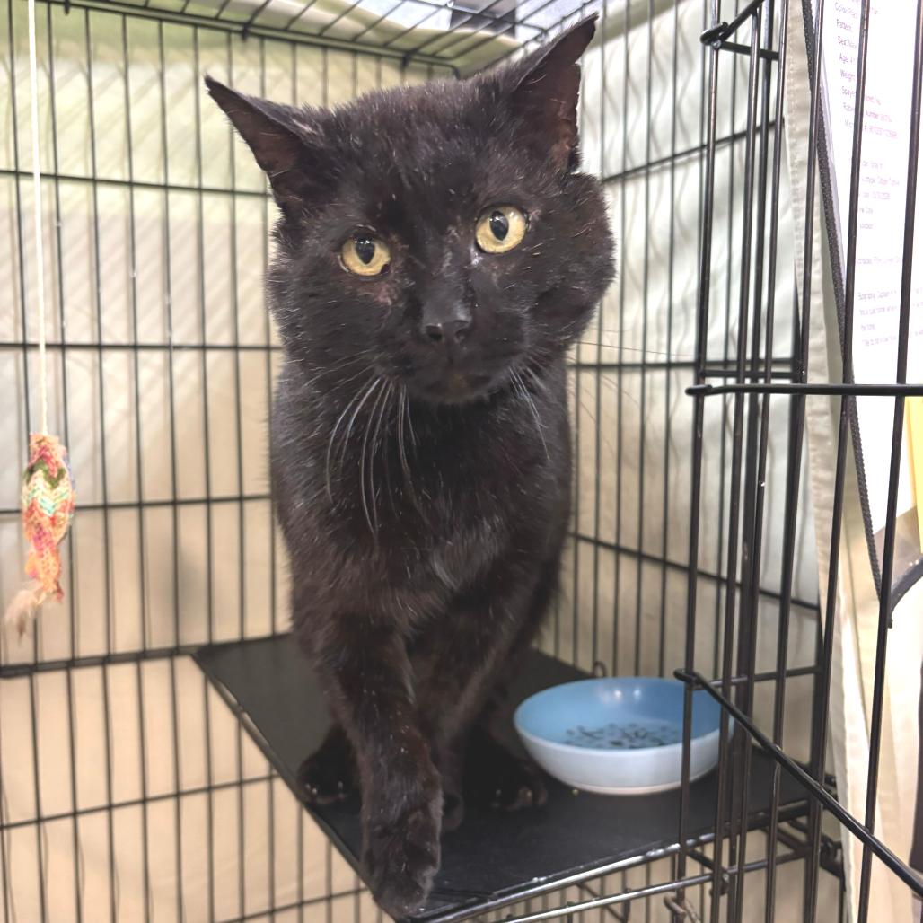 Captain K'nuckles C4, Adoptable, Adult Male Domestic Short Hair.