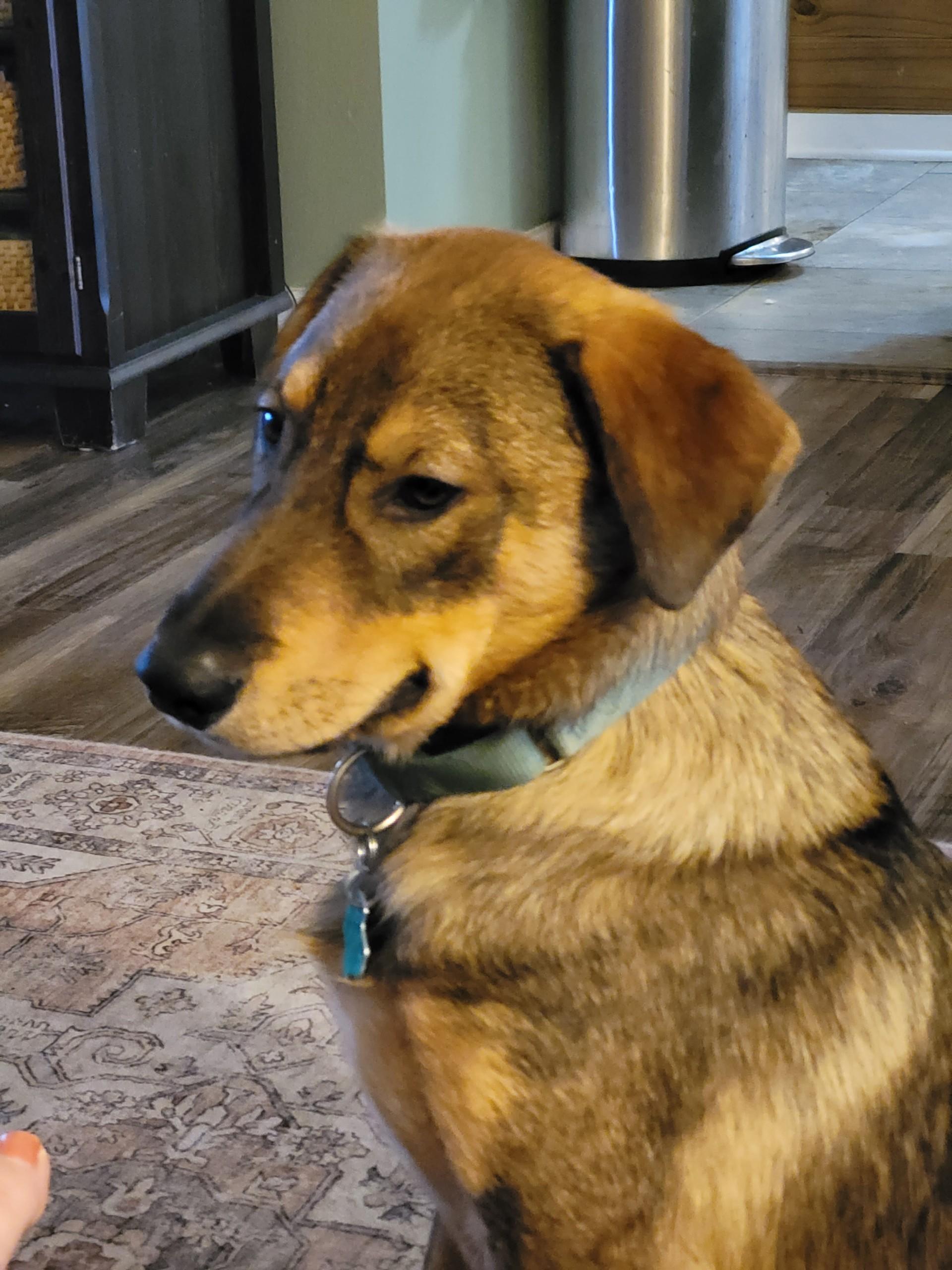 Dog for adoption - Archie, a German Shepherd Dog Mix in Staten Island ...