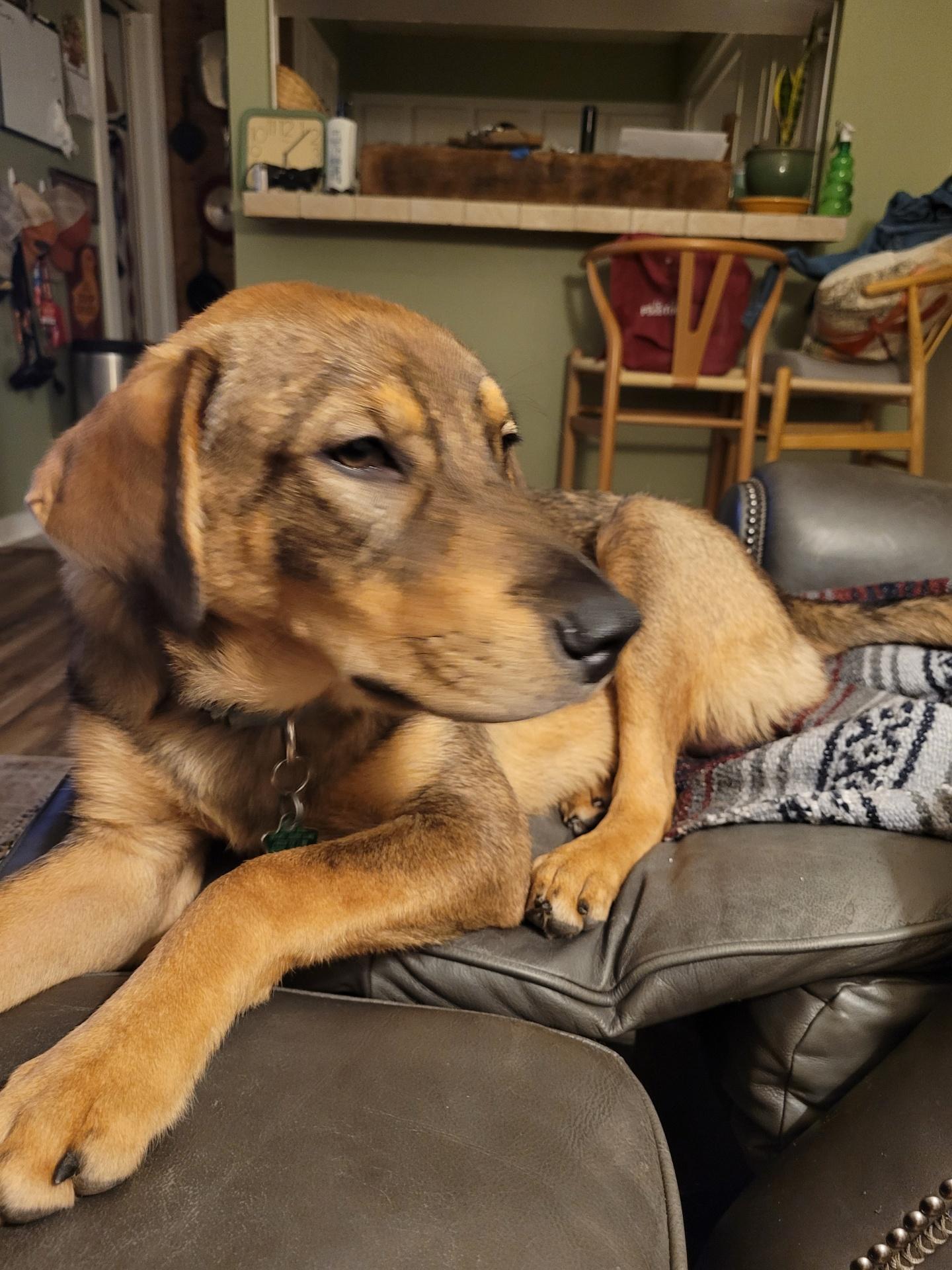 Dog for adoption - Archie, a German Shepherd Dog Mix in Staten Island ...