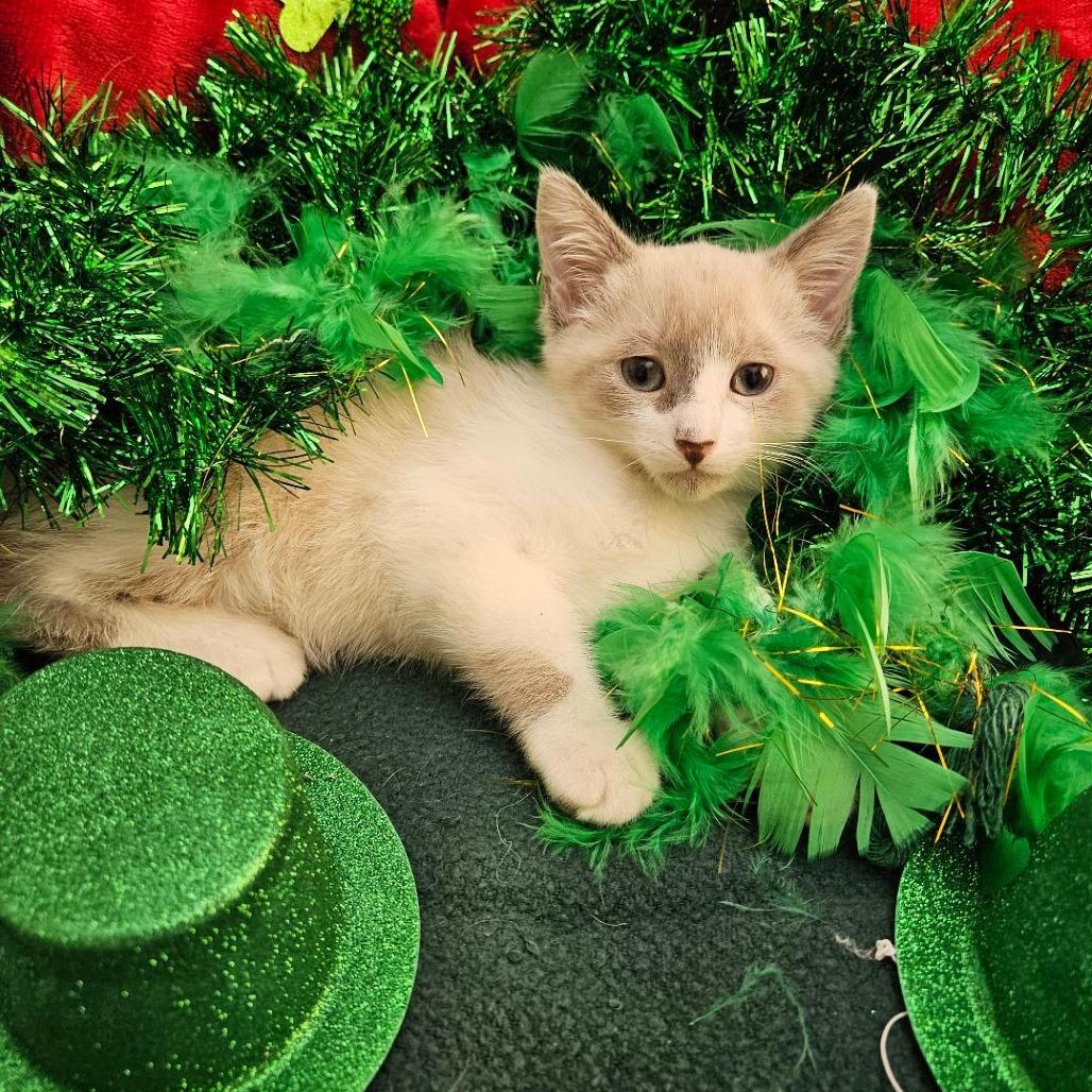 Buffy, Adoptable, Kitten Female Siamese & Snowshoe.