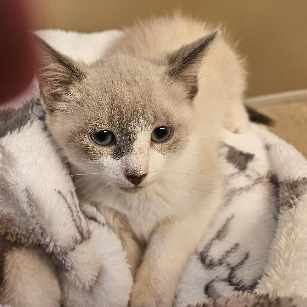 Enlarge Buffy, a Adoptable mixed breed in Agoura Hills, CA image 2/2