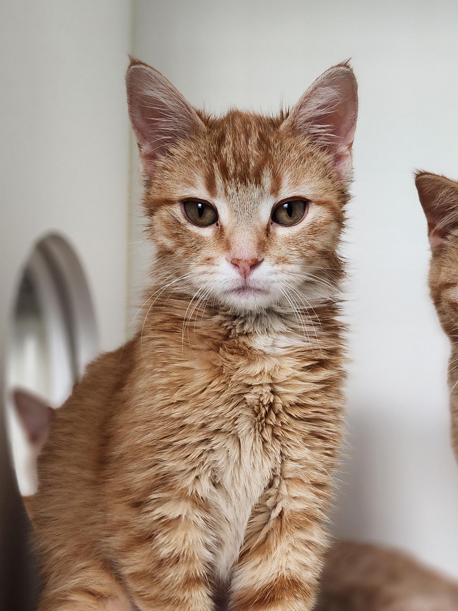 Kita, ADOPTABLE, Kitten Female Domestic Short Hair.