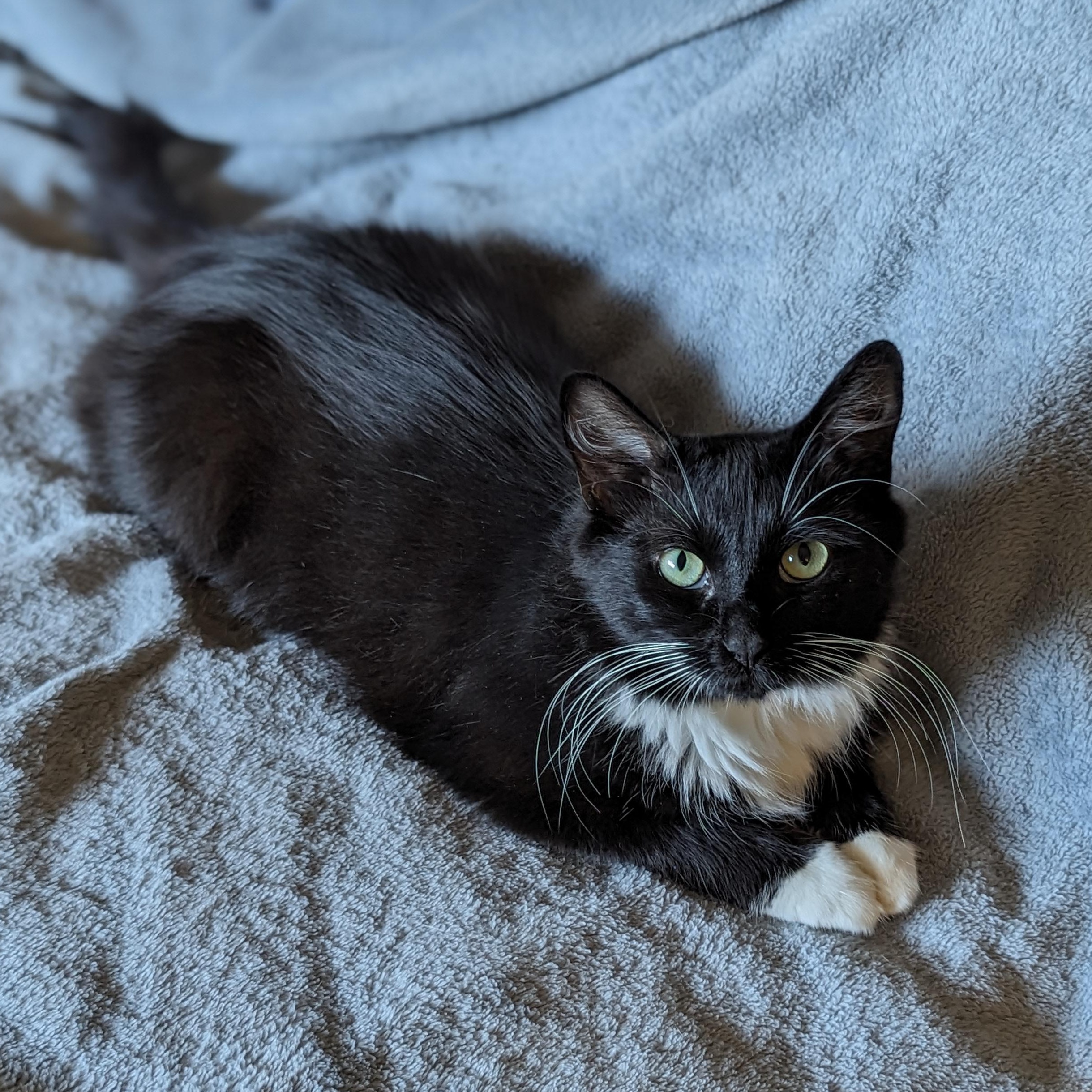 Enlarge Powerpuff (Tiny but Mighty), a Adoption Pending Tuxedo in Atlanta, GA image 5/6
