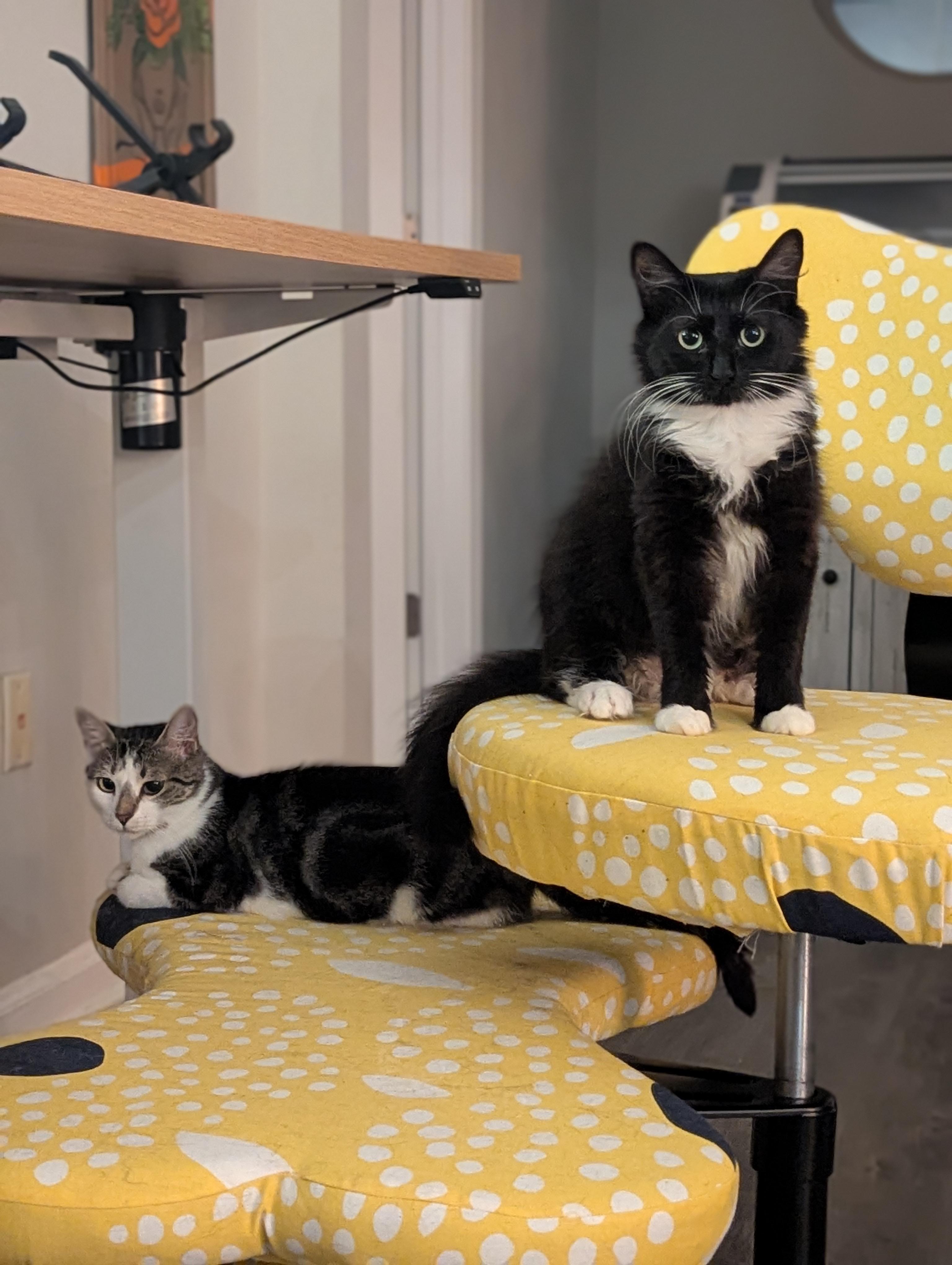 Enlarge Powerpuff (Tiny but Mighty), a Adoption Pending Tuxedo in Atlanta, GA image 6/6