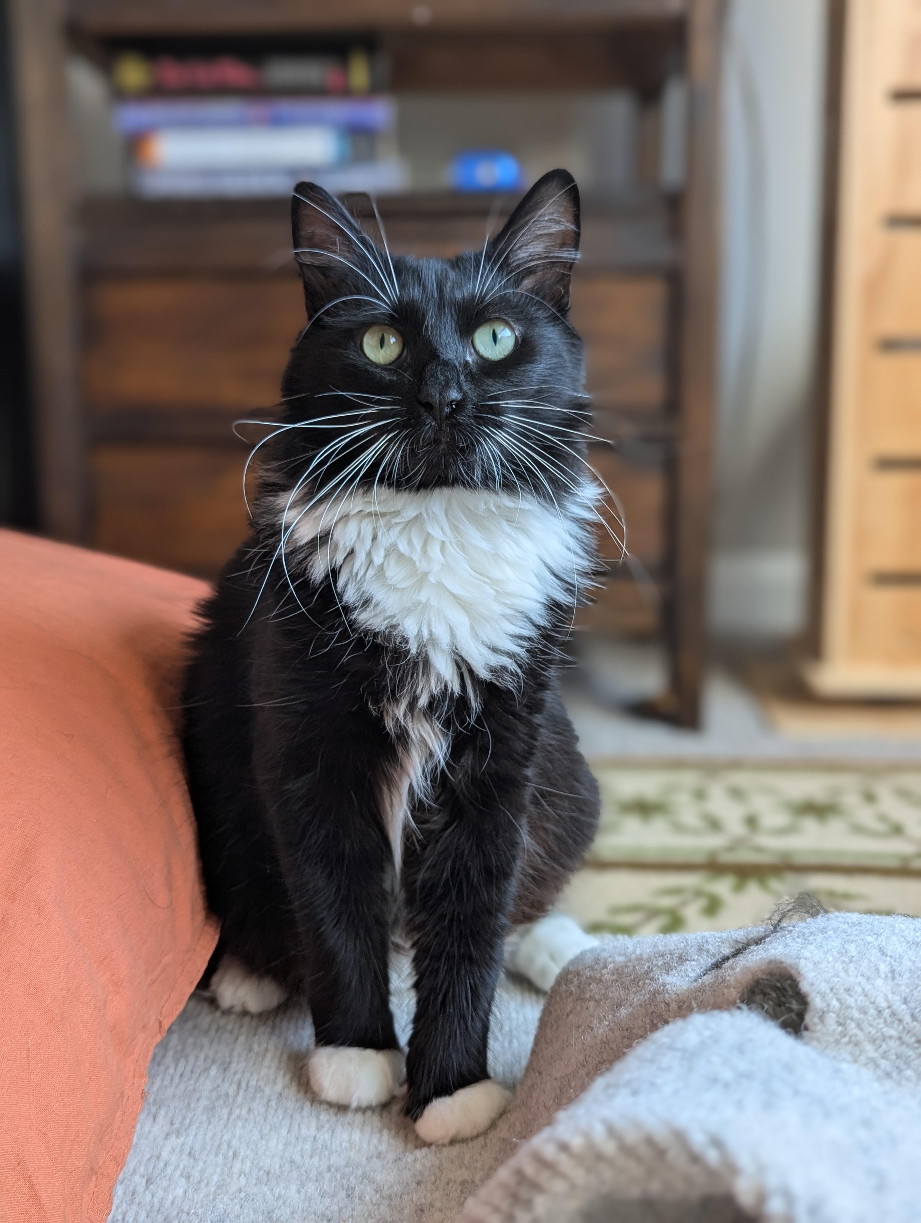 Enlarge Powerpuff (Tiny but Mighty), a Adoption Pending Tuxedo in Atlanta, GA image 1/6