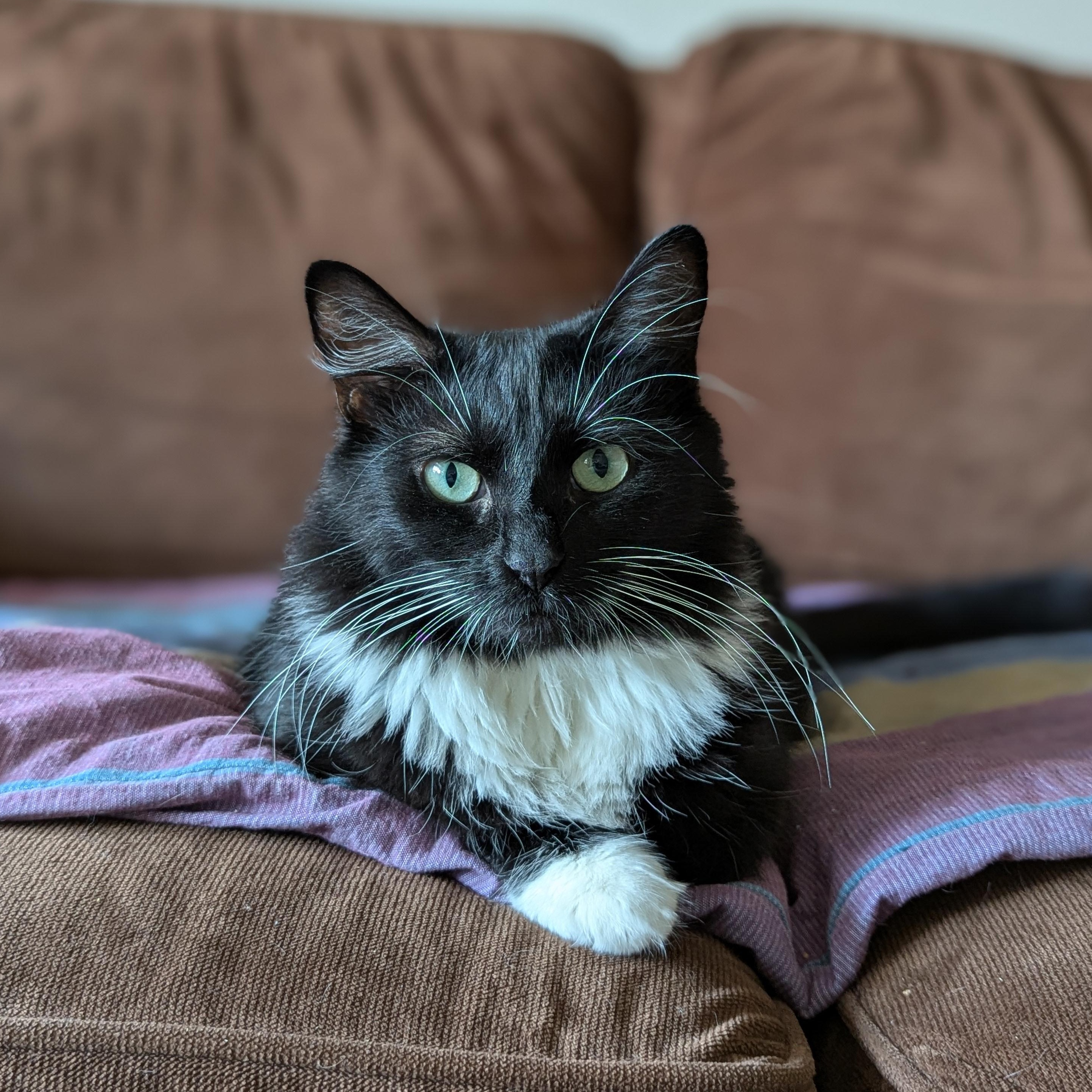 Enlarge Powerpuff (Tiny but Mighty), a Adoption Pending Tuxedo in Atlanta, GA image 2/6