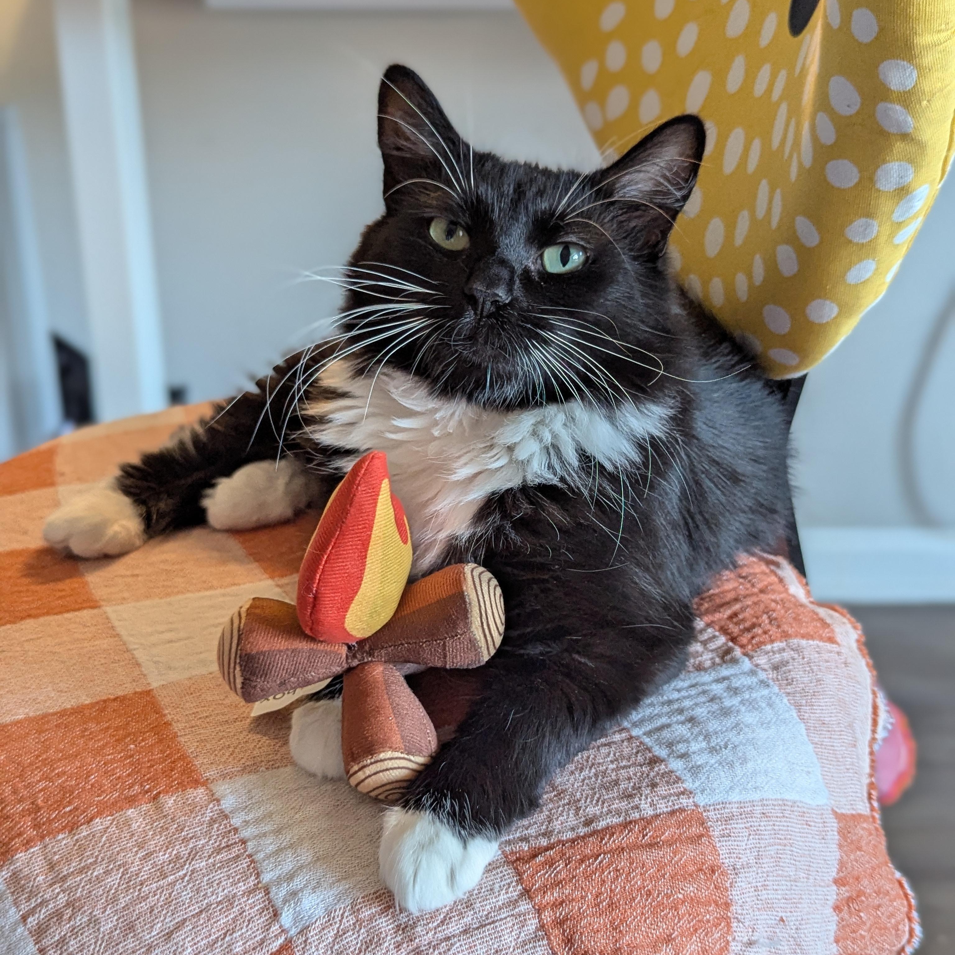 Enlarge Powerpuff (Tiny but Mighty), a Adoption Pending Tuxedo in Atlanta, GA image 3/6