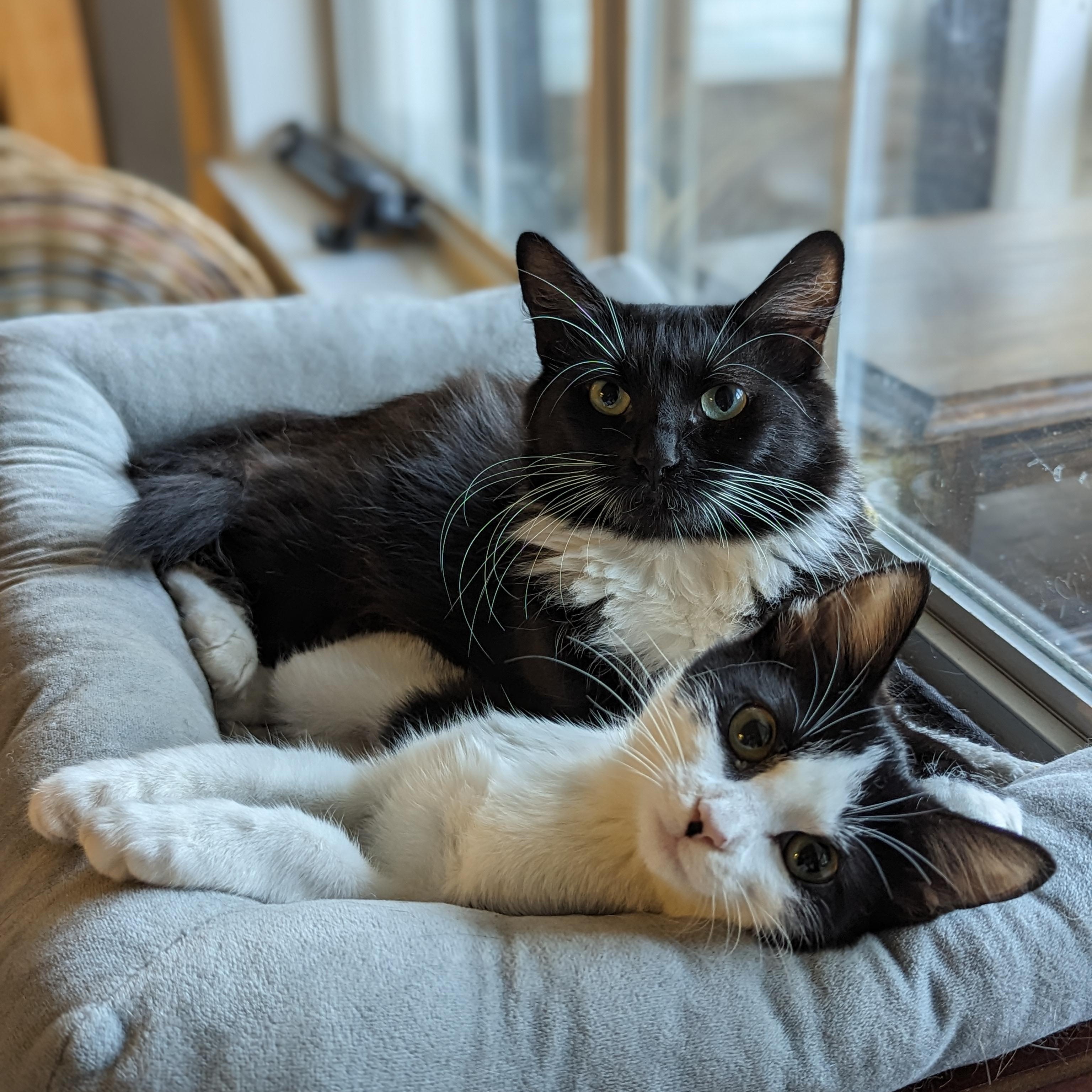 Enlarge Powerpuff (Tiny but Mighty), a Adoption Pending Tuxedo in Atlanta, GA image 4/6