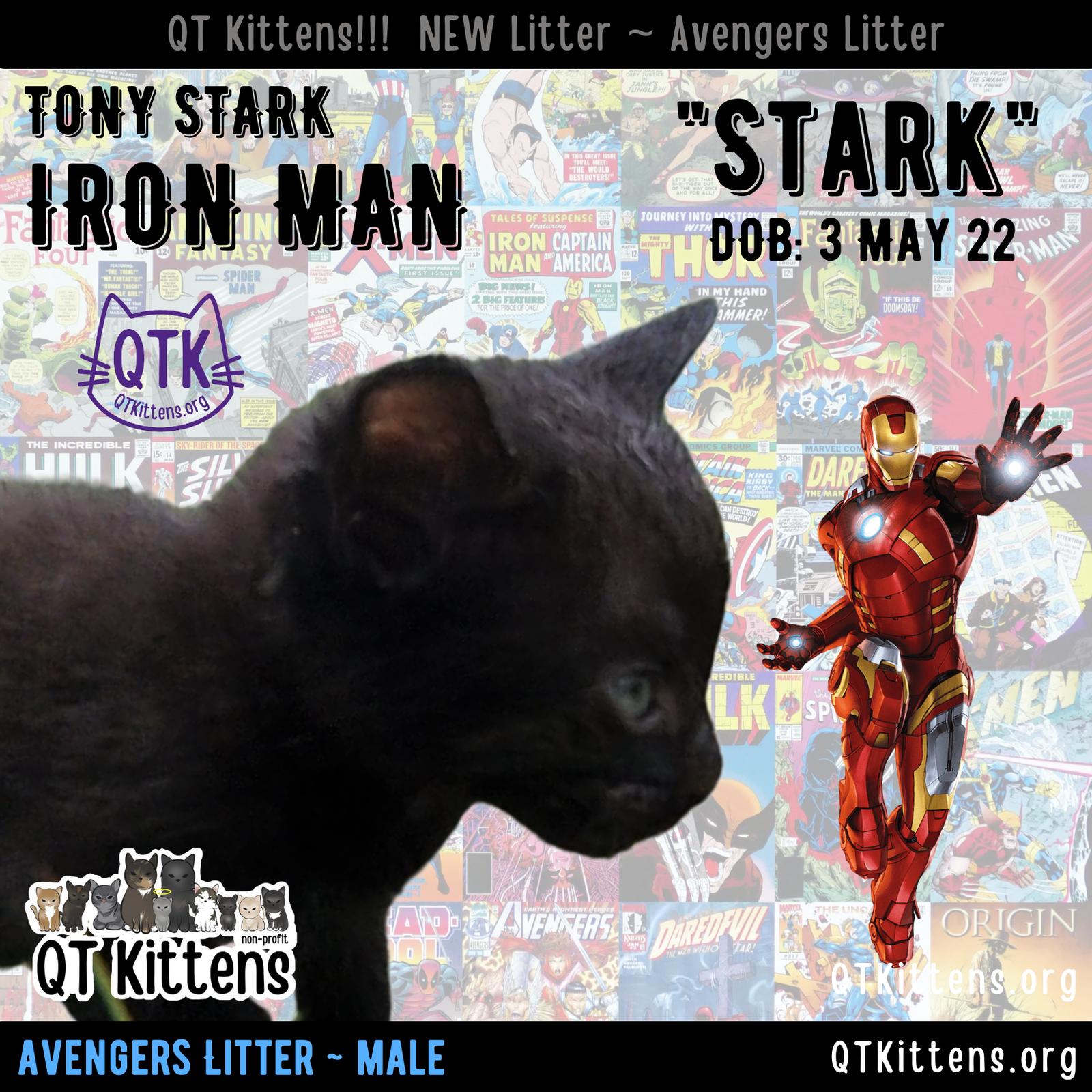 Iron Man (Stark), Adopted, Senior Male Domestic Short Hair.
