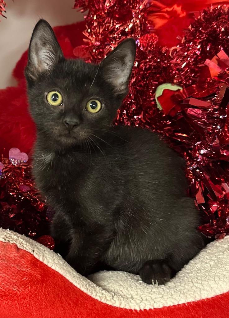 Enlarge 10/27/25 Springer, a Adoptable mixed breed in Stillwater, OK image 1/1