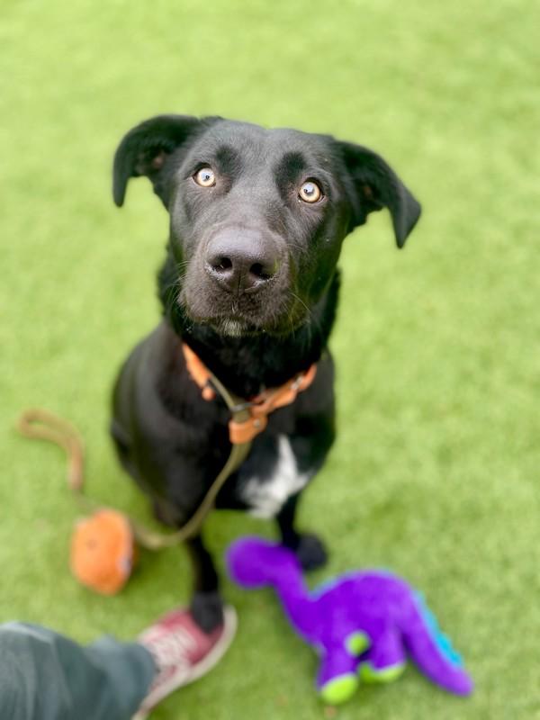 Vaguira, Adoptable, Young Female Labrador Retriever.