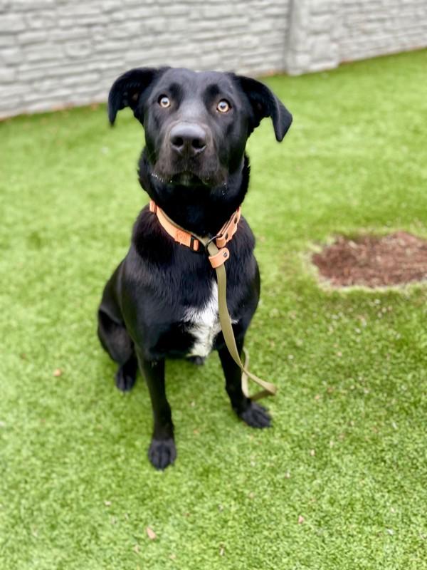 Vaguira, a Adoptable mixed breed in Salt Lake City, UT image 2/6