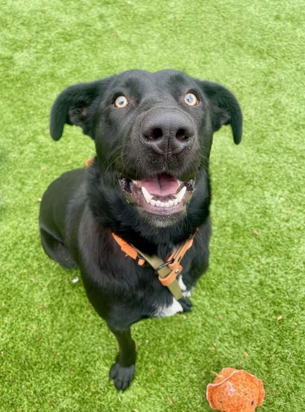 Vaguira, a Adoptable mixed breed in Salt Lake City, UT image 3/6