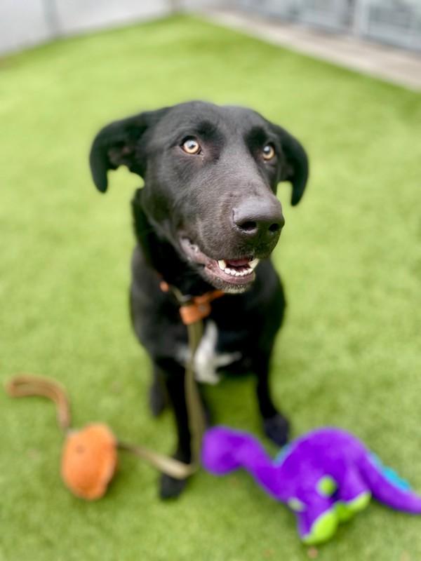Vaguira, a Adoptable mixed breed in Salt Lake City, UT image 4/6