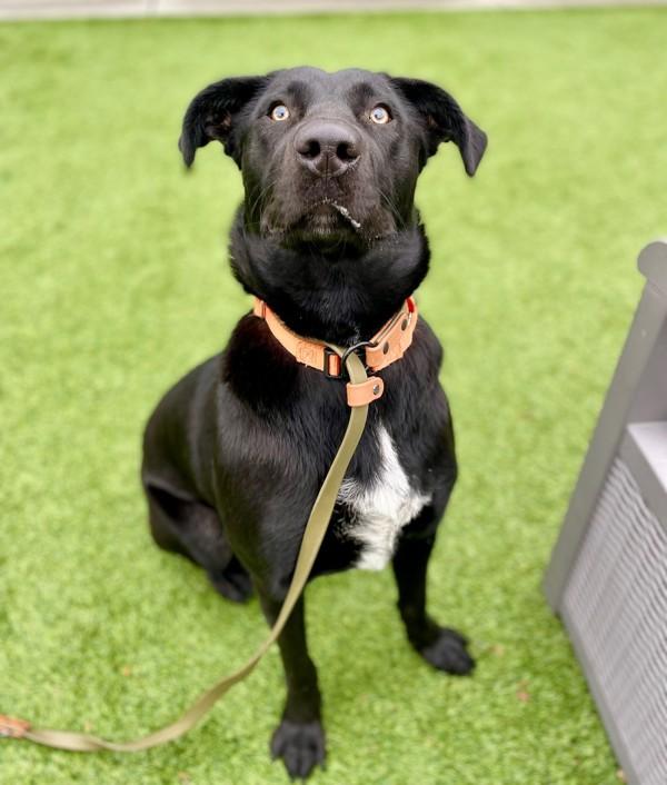 Vaguira, a Adoptable mixed breed in Salt Lake City, UT image 5/6