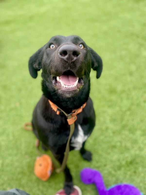 Vaguira, a Adoptable mixed breed in Salt Lake City, UT image 6/6