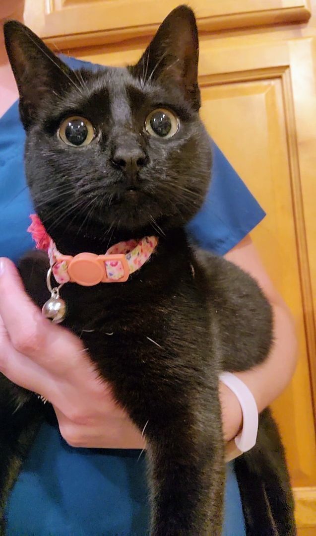 Diamond, Adopted, Kitten Female Domestic Short Hair.