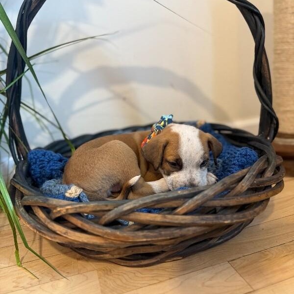 Diamond Dewdrop Perla