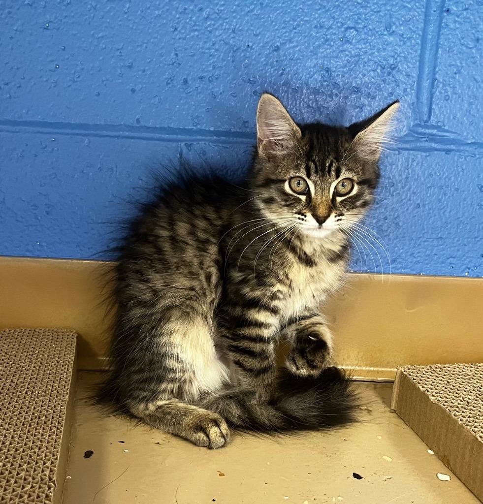 Nebula, Adopted, Kitten Female Domestic Medium Hair.