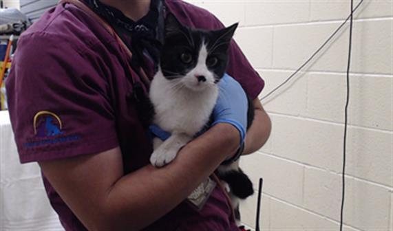 MARGE, Adoptable, Young Female Domestic Short Hair.