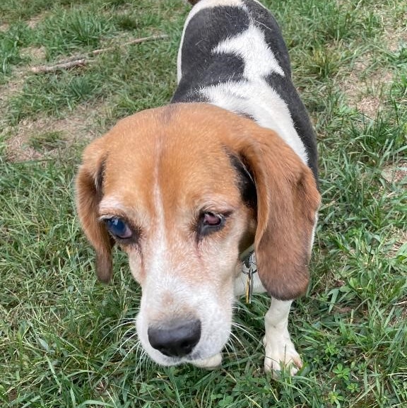 Kris Hughes, a Adoptable Beagle in Waldorf, MD image 3/4