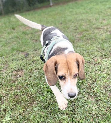 Kris Hughes, a Adoptable Beagle in Waldorf, MD image 1/4